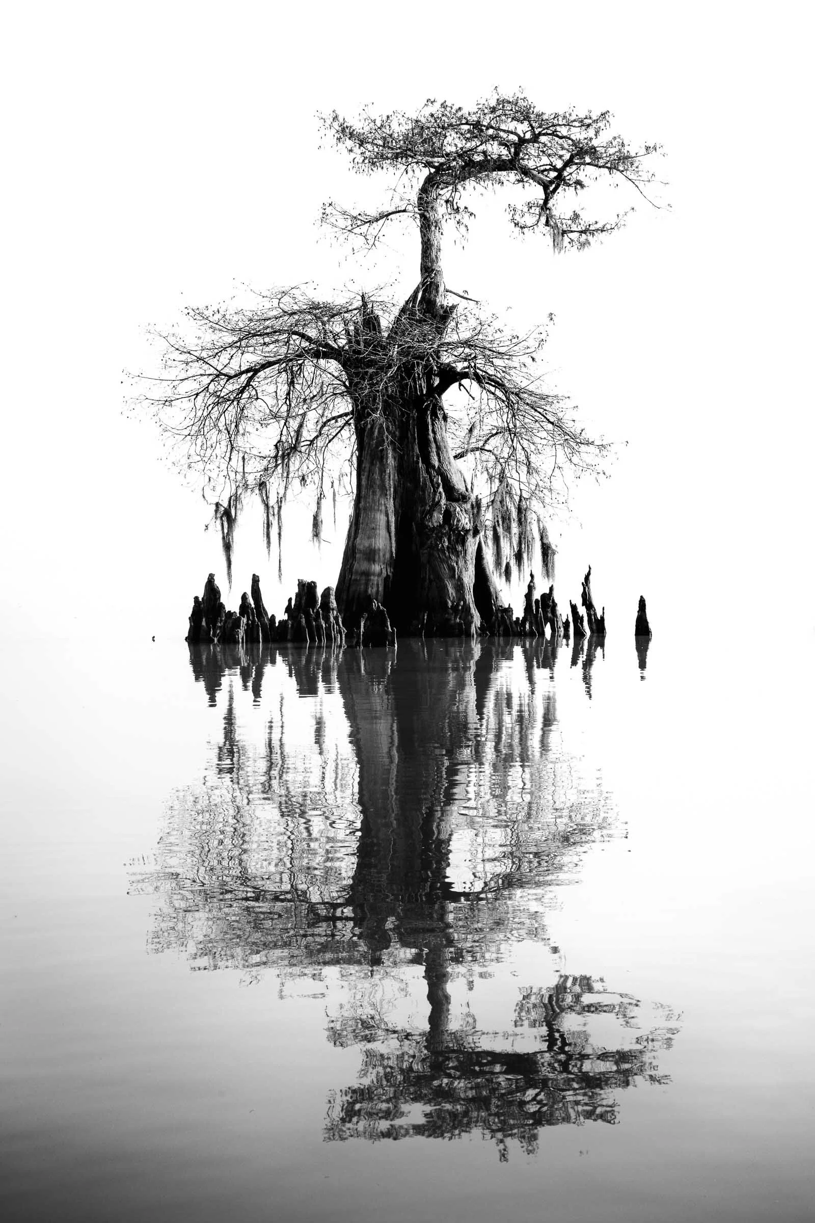 dec-swamp-photo-5.jpg