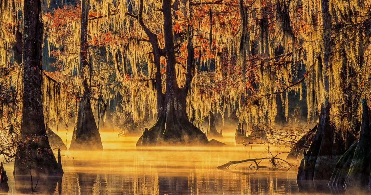 Swamp Scene with Back-lit Mist