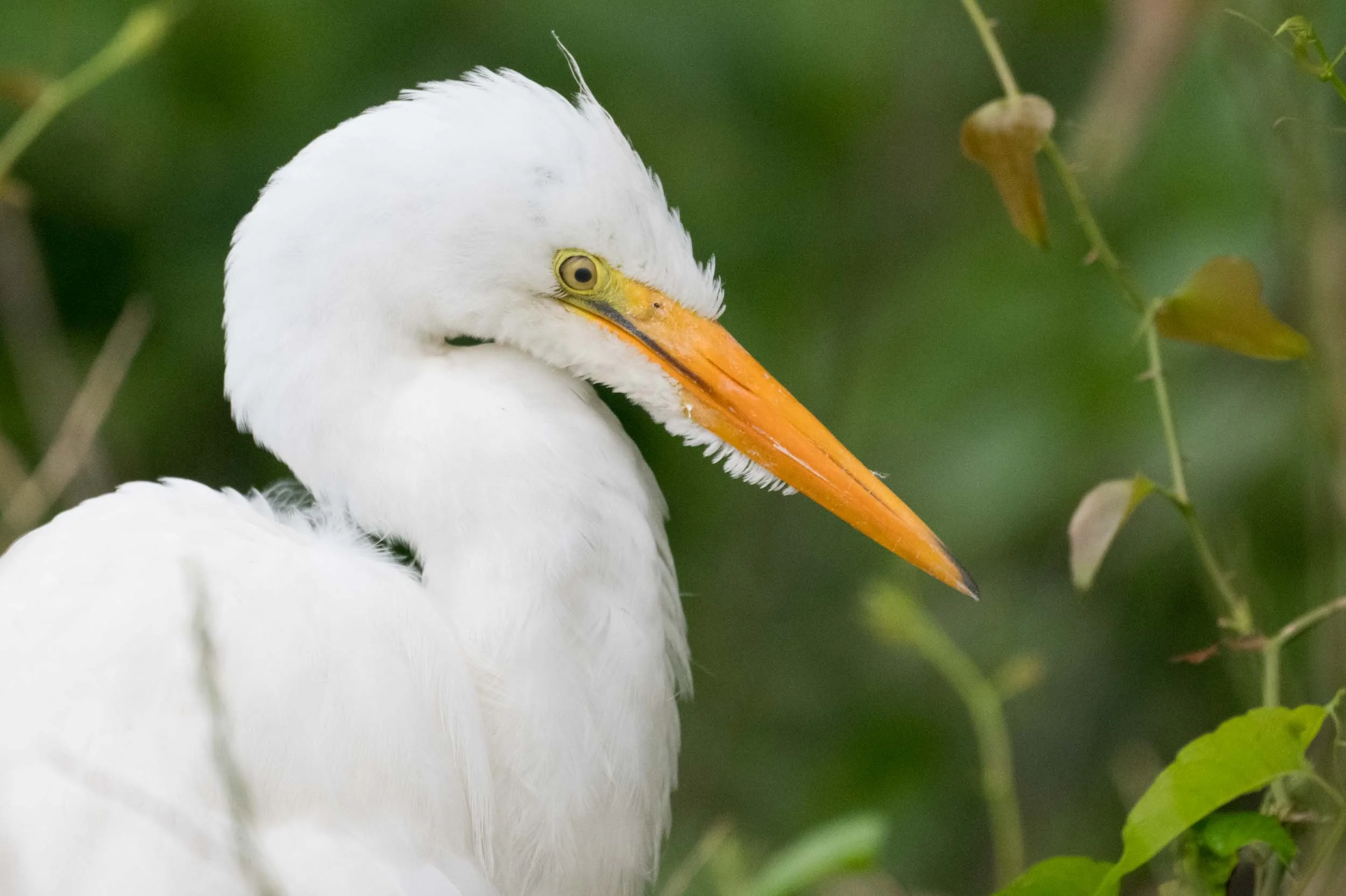 May 2026 Louisiana Bird Photography Tour Report