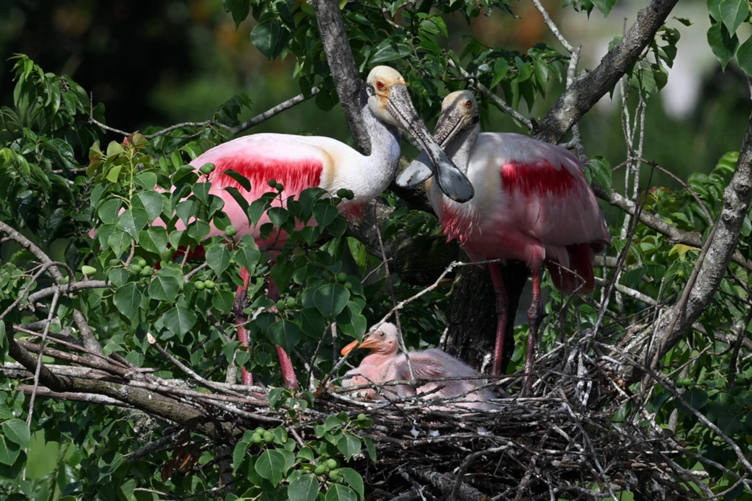 Roeste Spoonbill Family on theiir Nest
