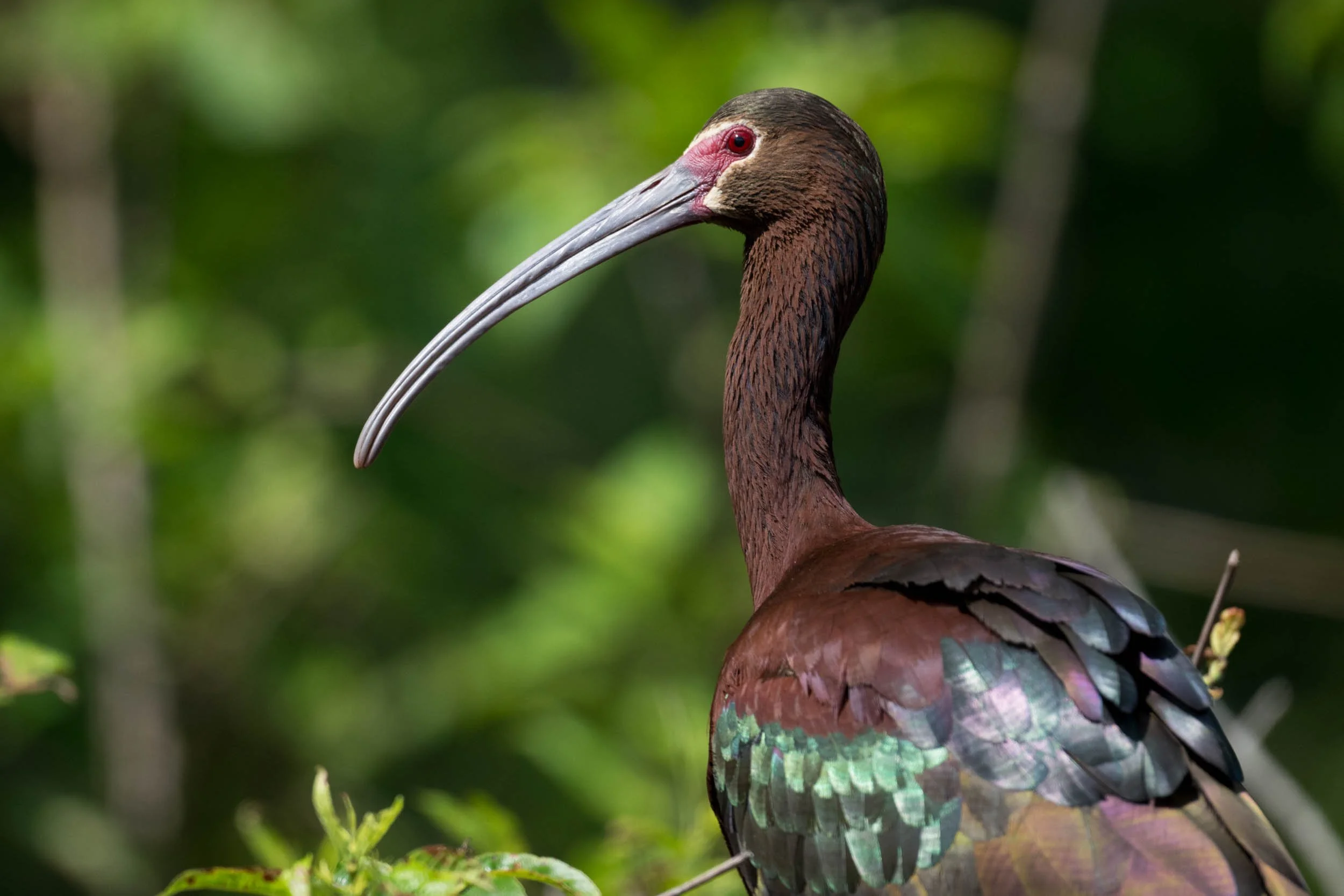 White Faced Ibis–Miller’s Lake