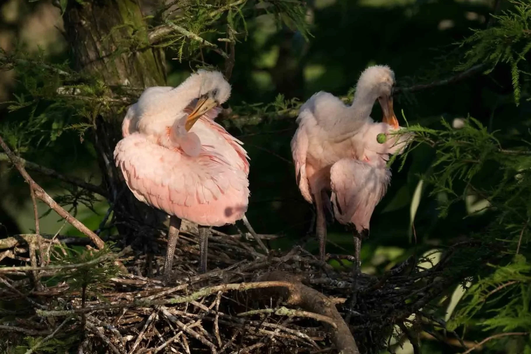 Roeeate Spoonbill Chicks