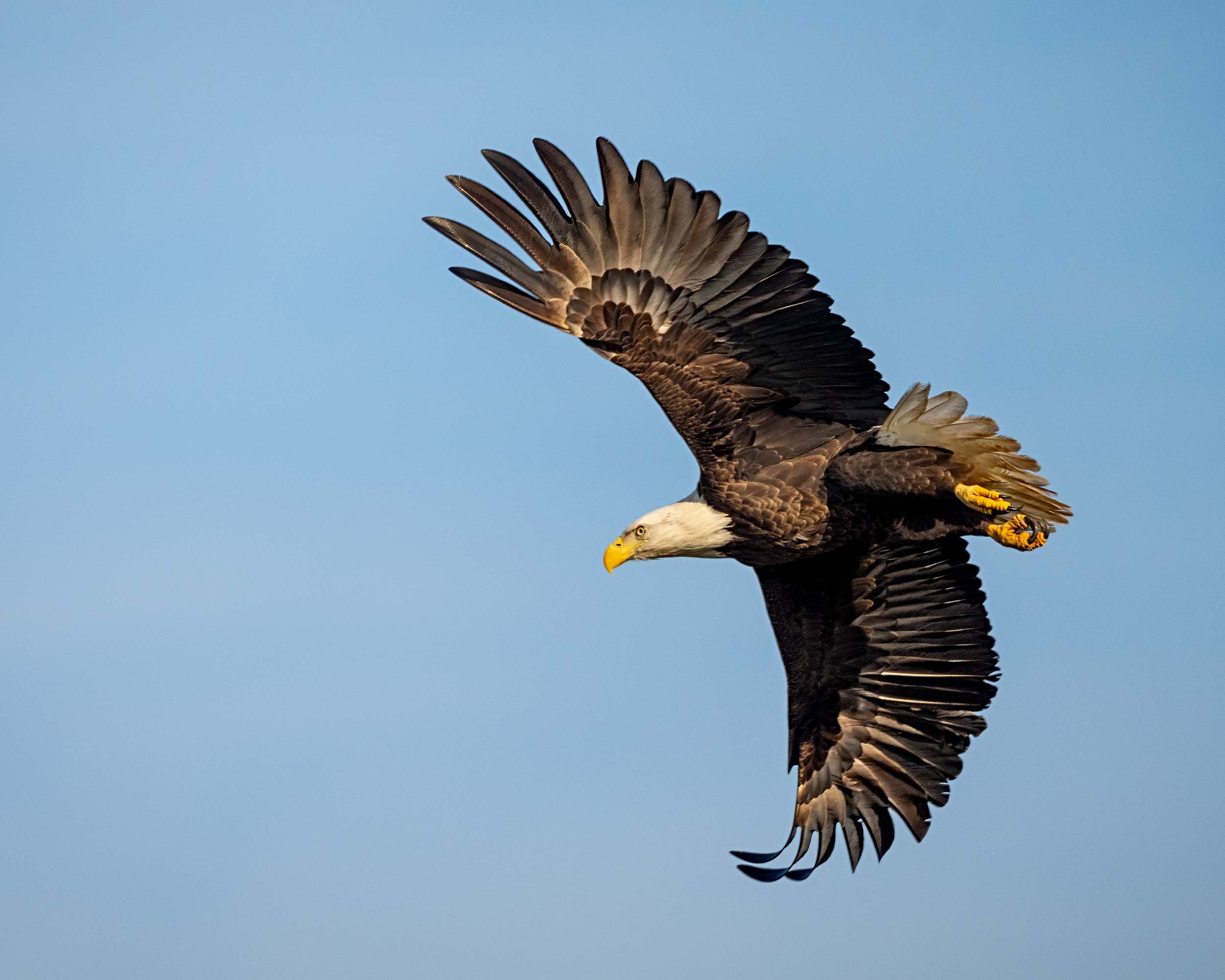 Bald Eagle in Flight at Lake Dauterive