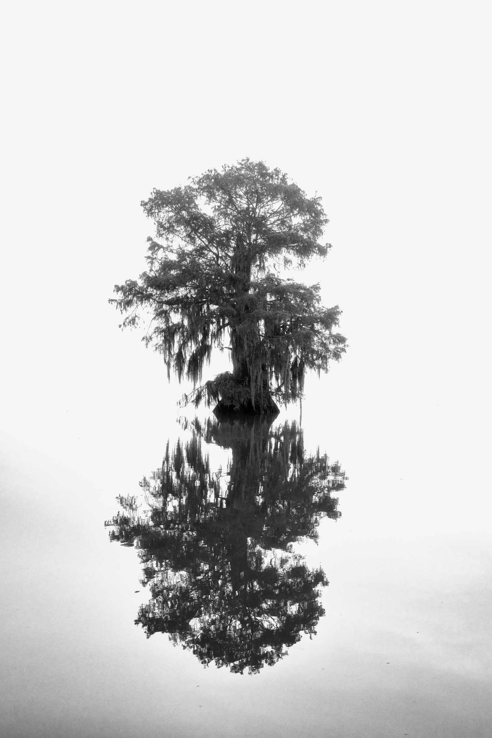 One Cypress Tree in Fog