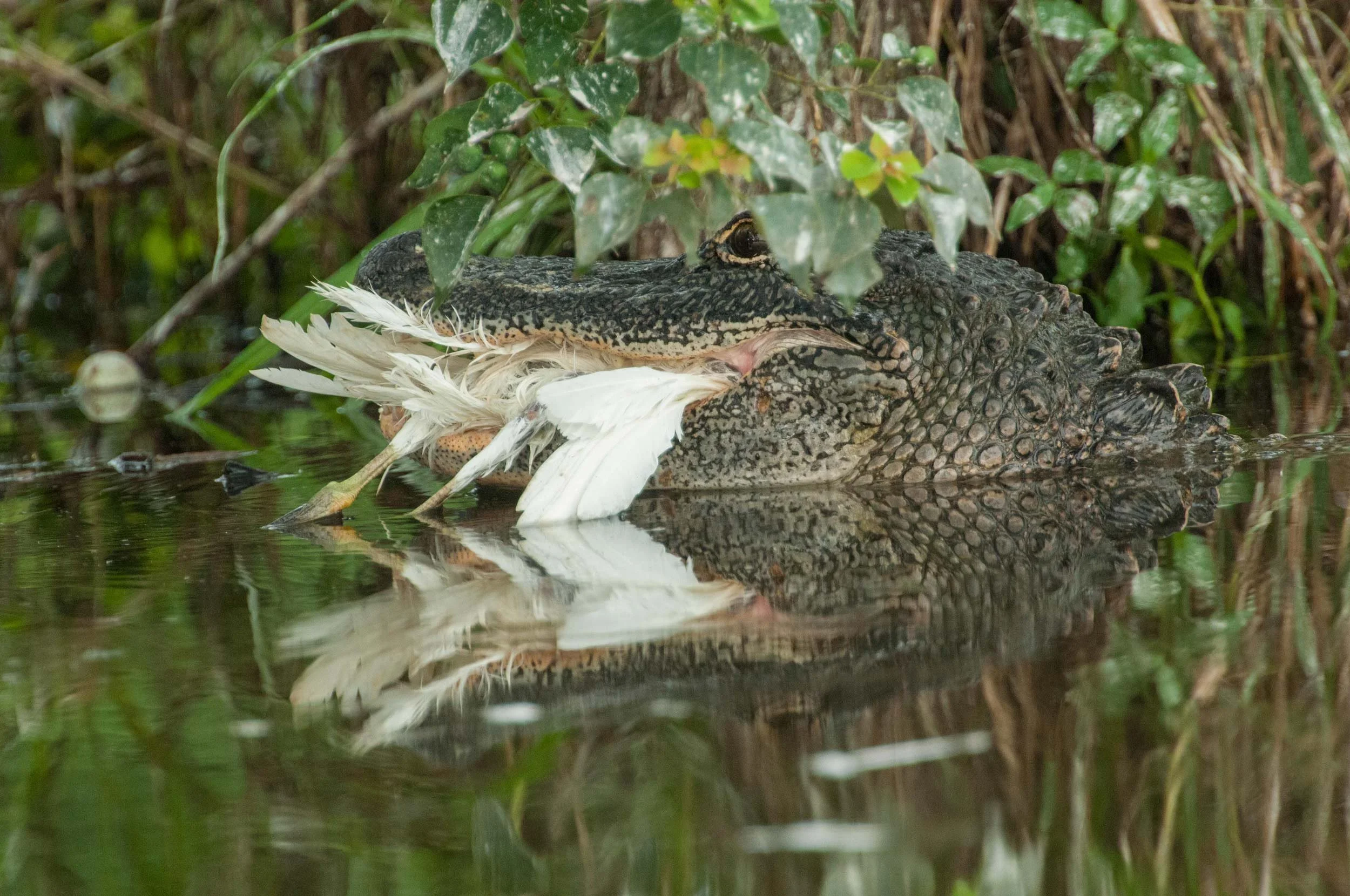 Alligators in Louisiana Wading Bird Rookeries