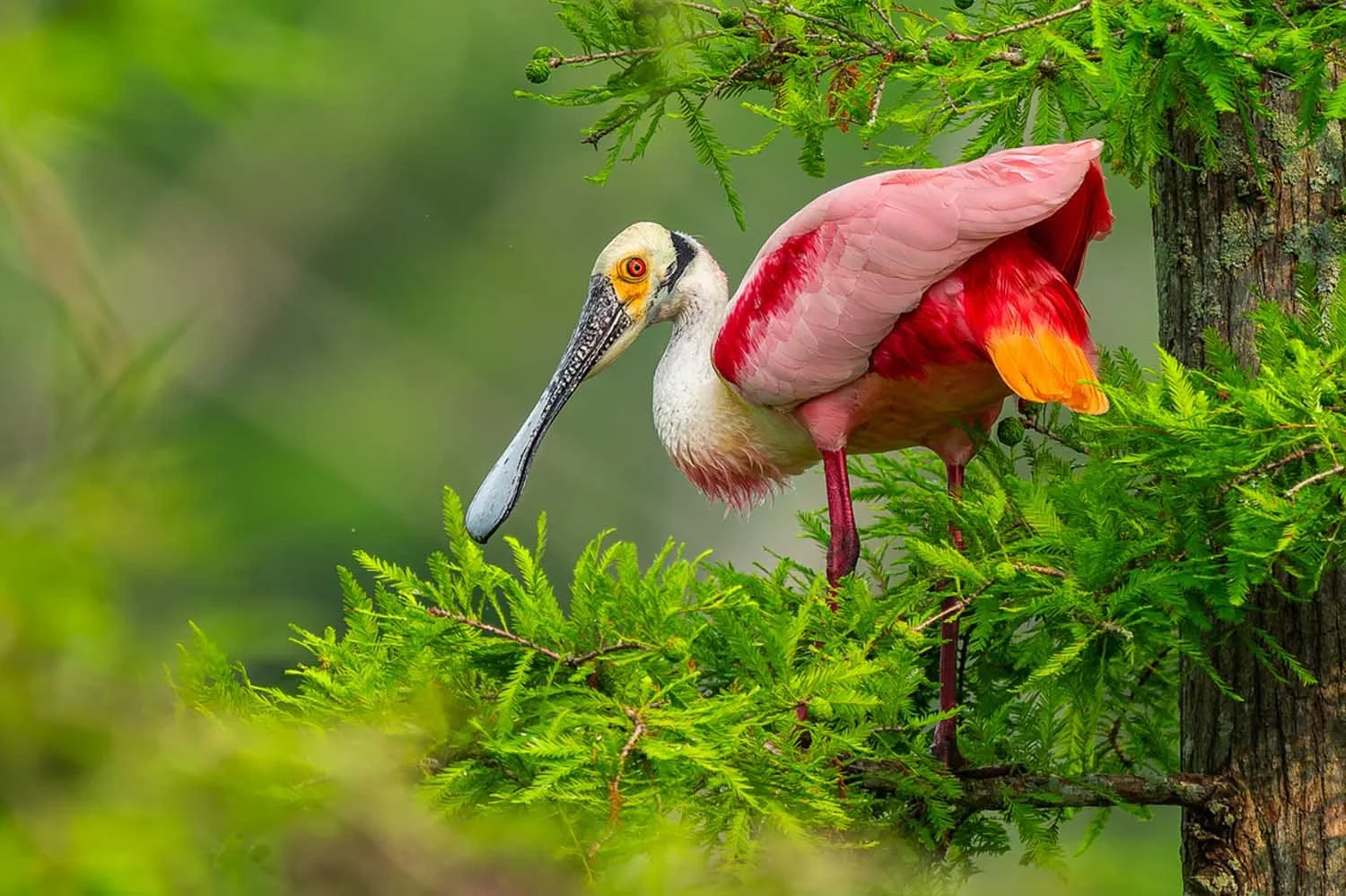 Spoonbill.jpg