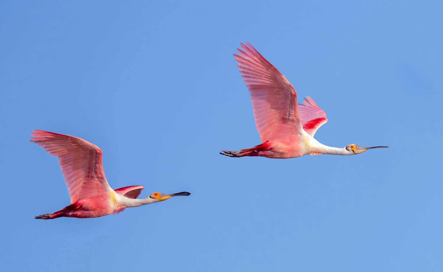 SpoonbillsInFlight.jpg