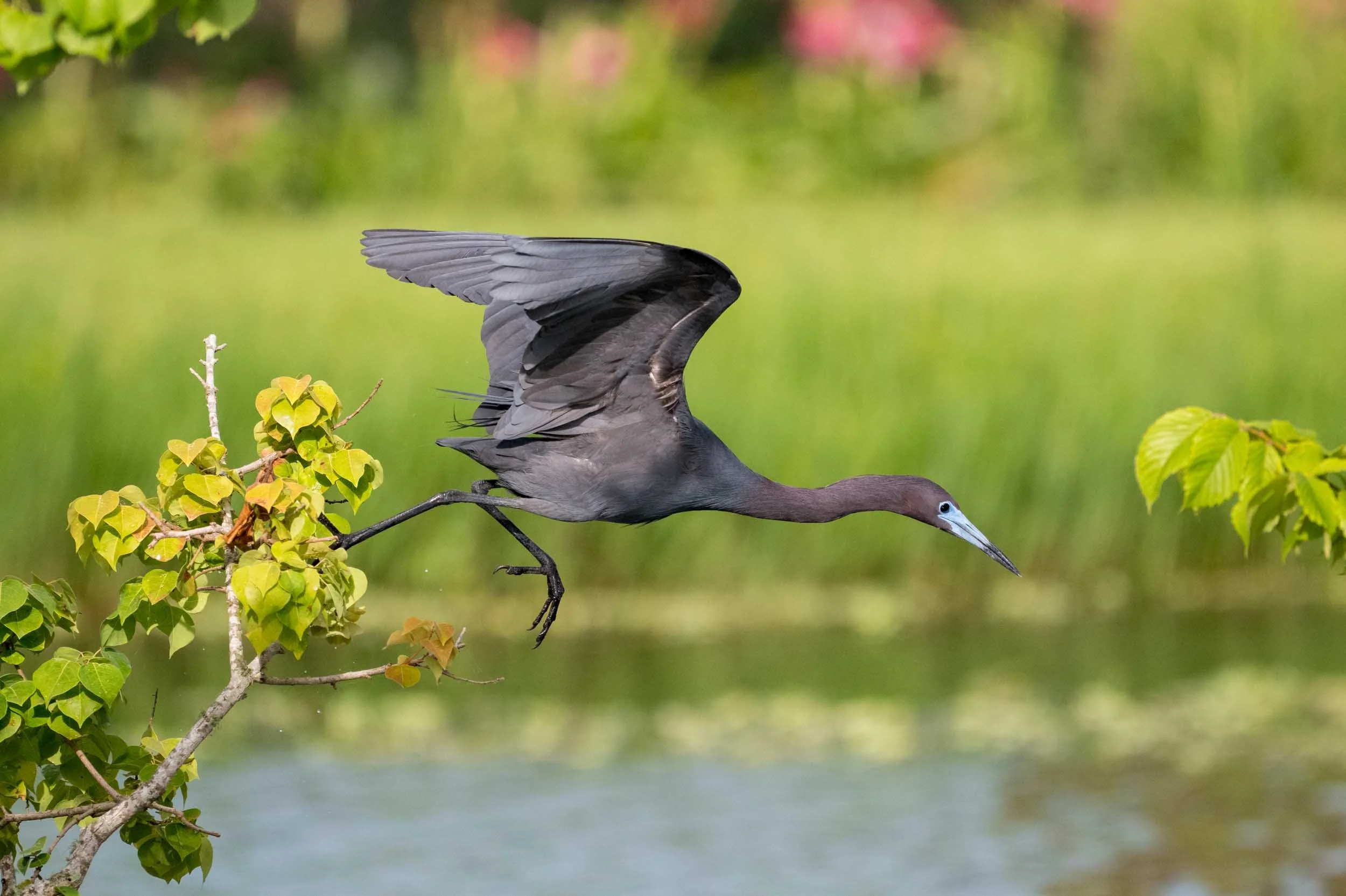 Little Blue Heron Leaping from Branch to Branch–Rip’s Rookery