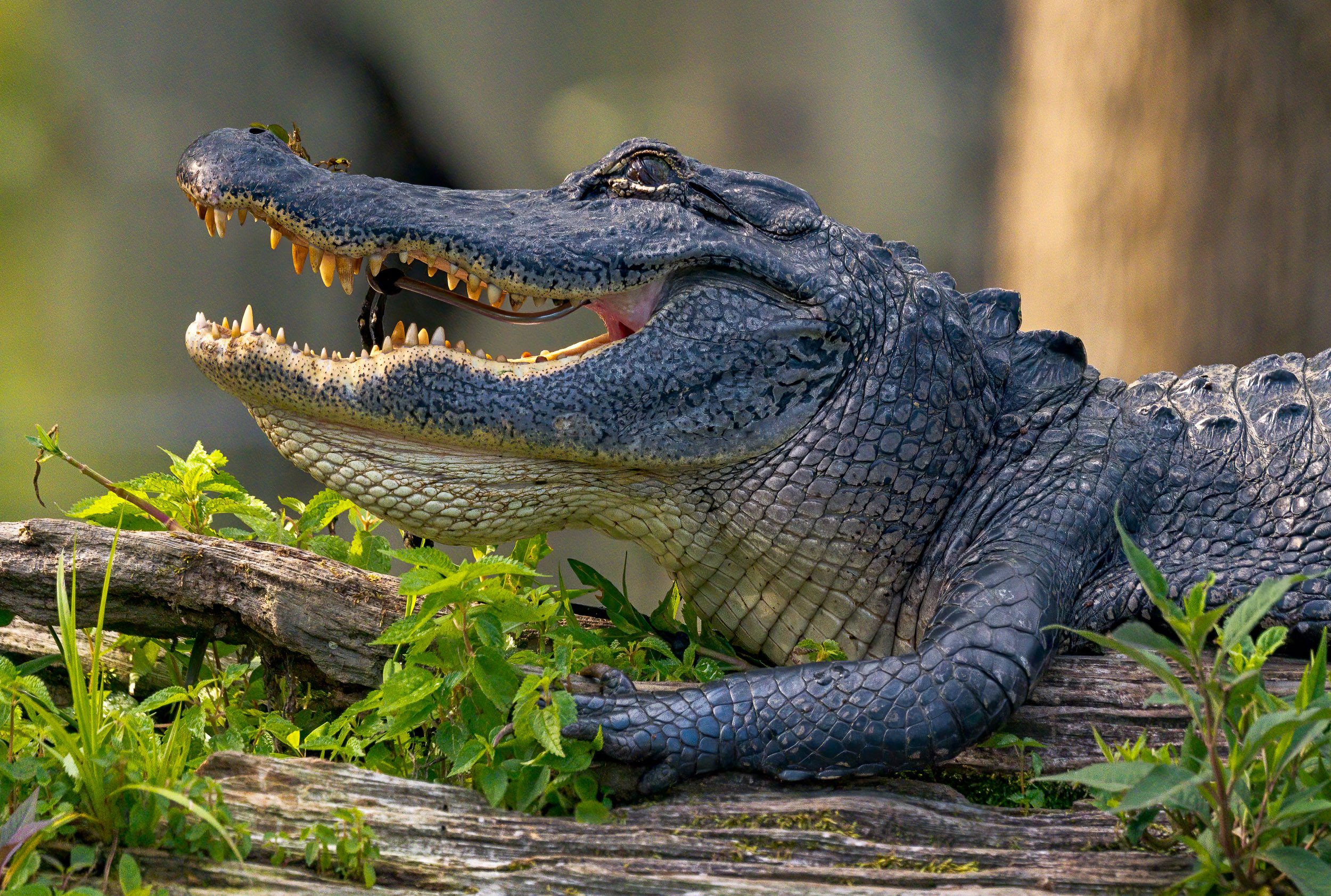 Alligator with Hunting Hook — Charles Bush Photography