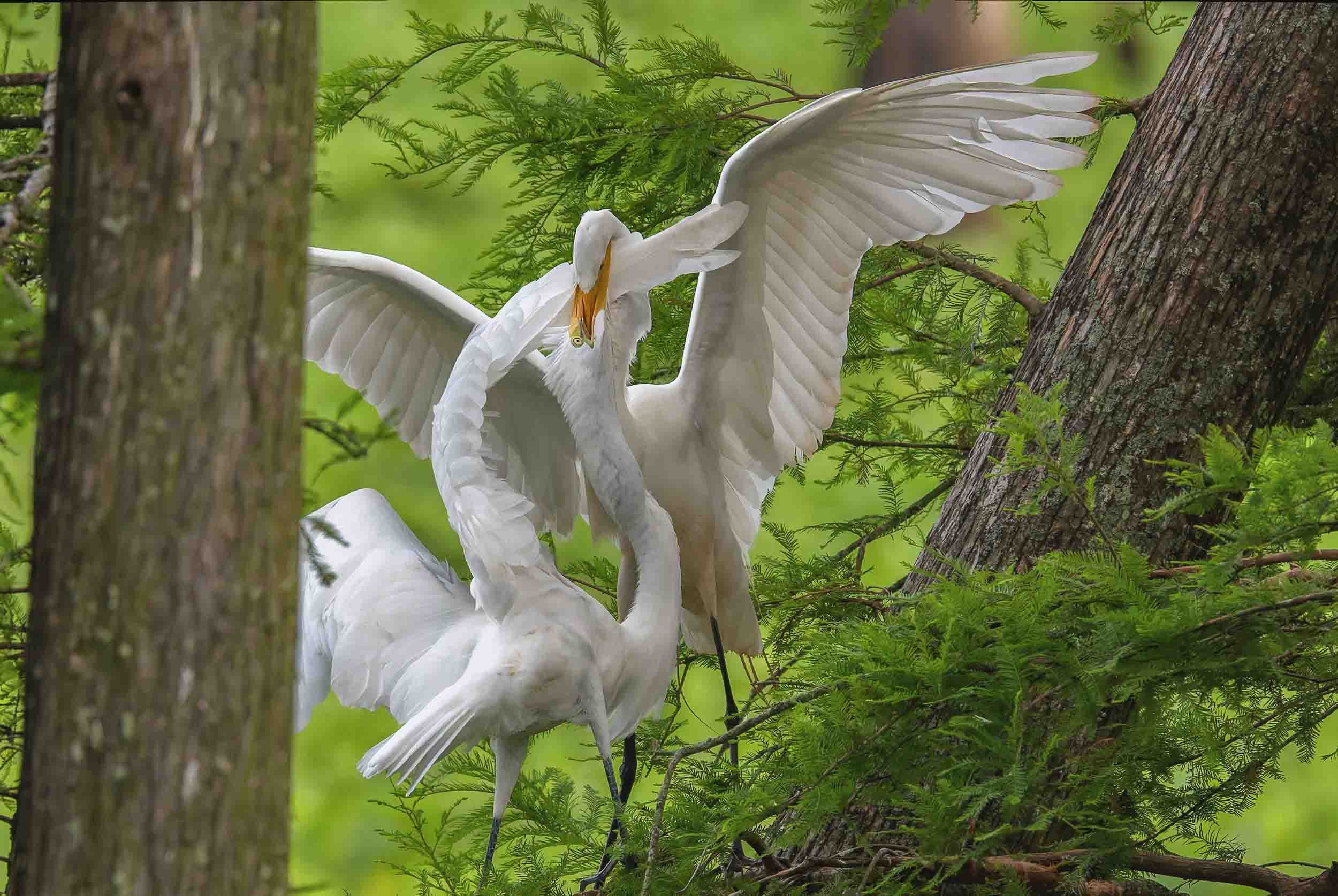 Great Egret Feeding Frenzy–Cazan Lake