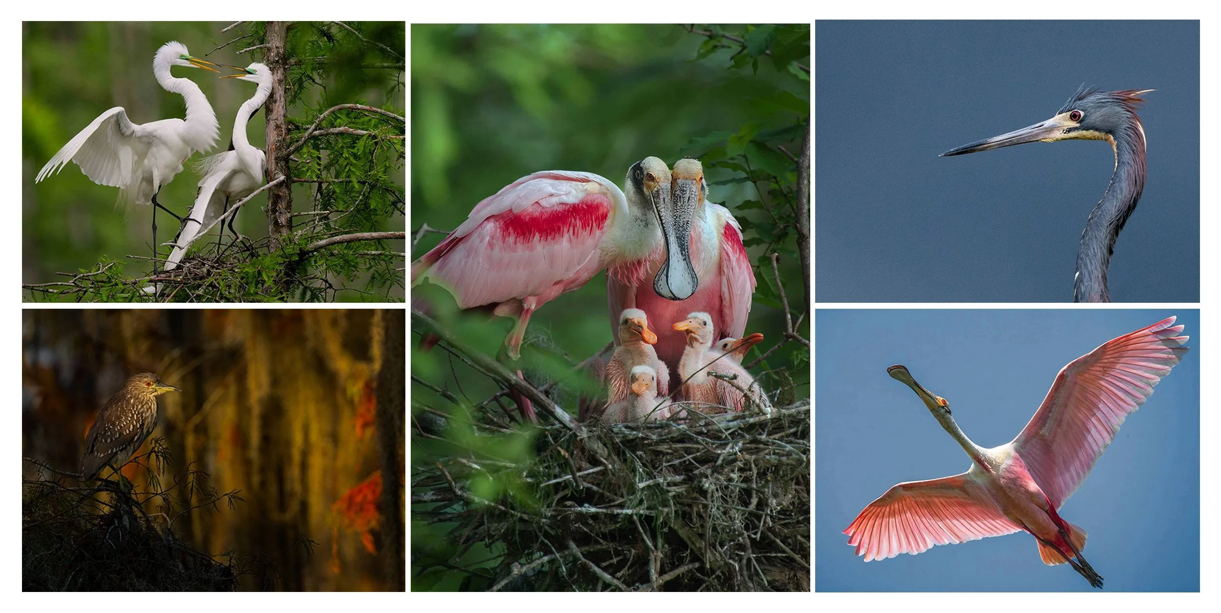 Charles Bush Photography – June 2026 Newsletter