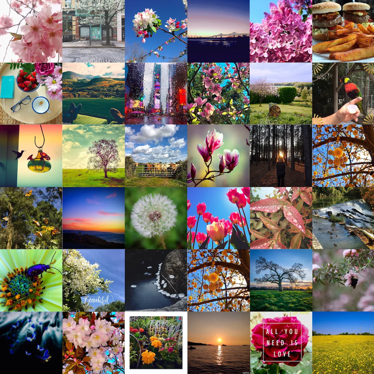 Spring Aviary Challenge Winner