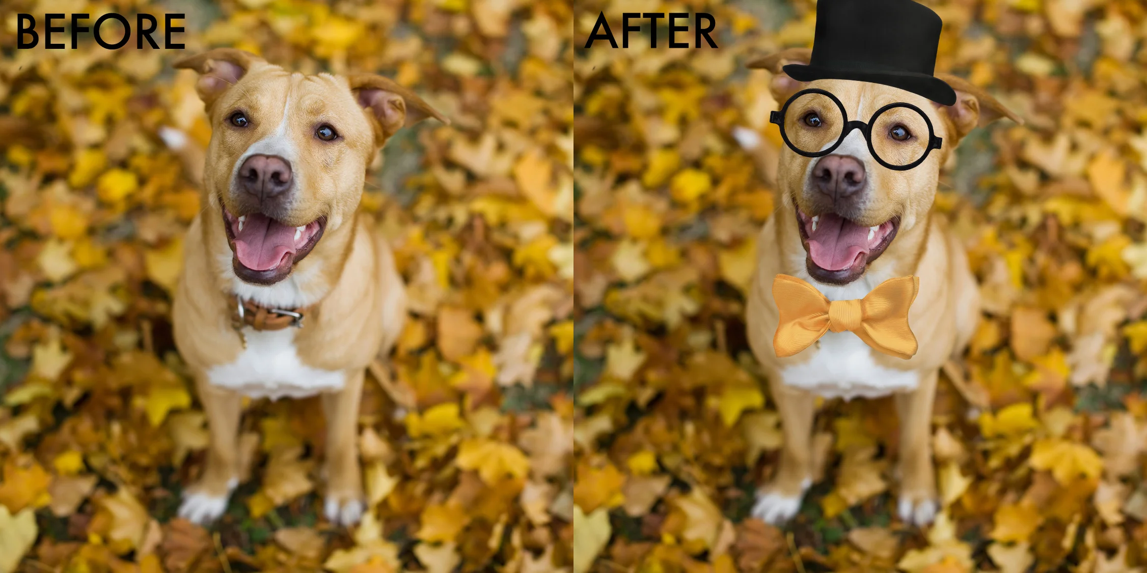 halloween dog before and aftr.jpg
