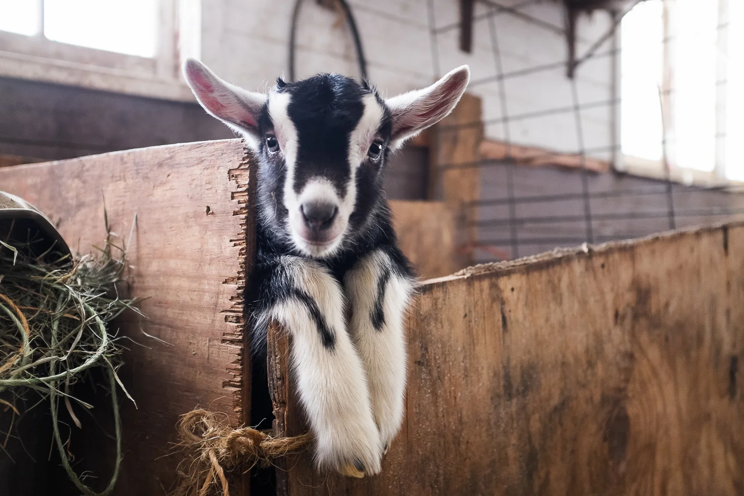 A 2 week old baby goat. Cute overload. 