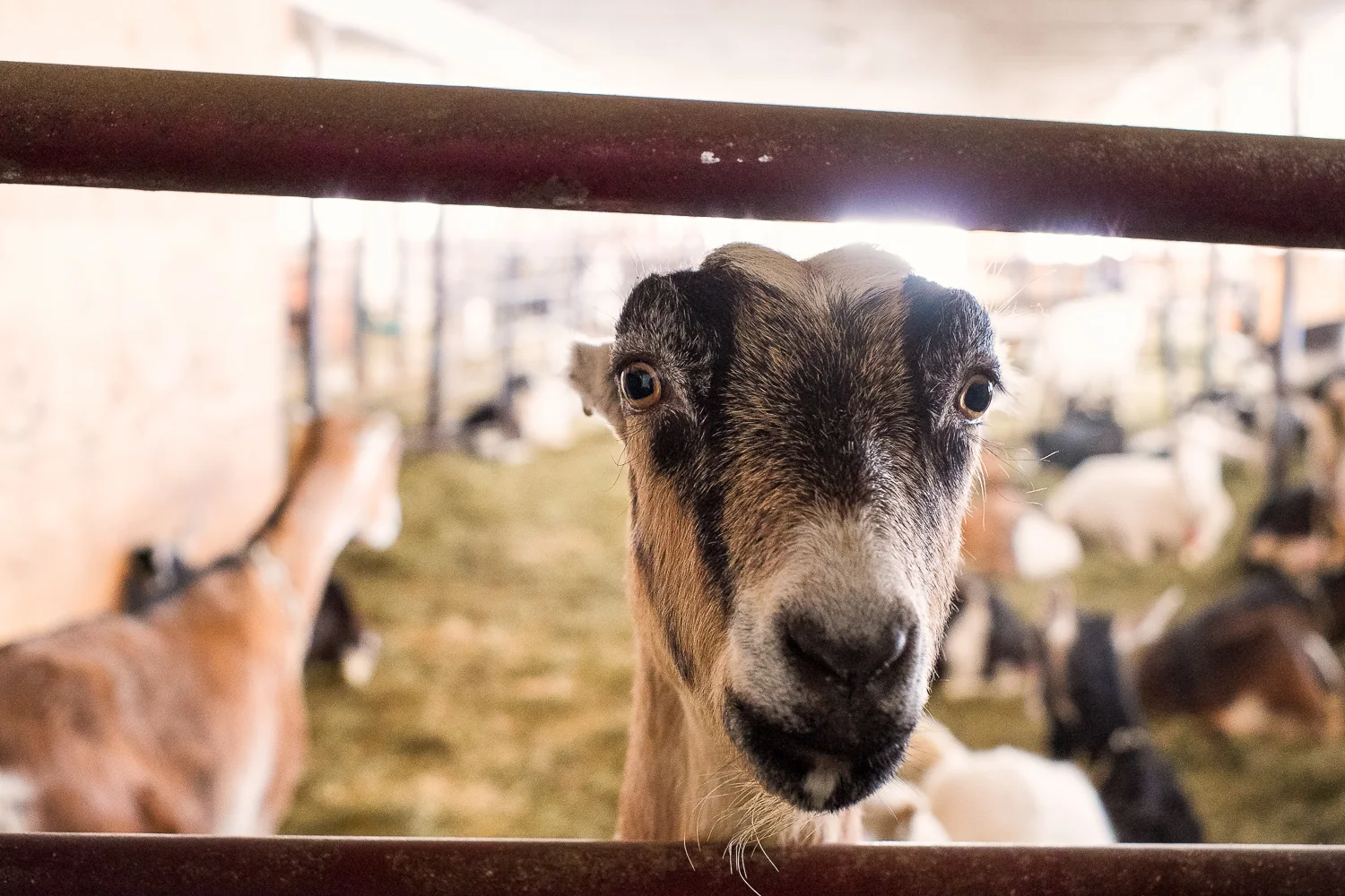 Blue_Ledge_Farm_Vermont-16.jpg