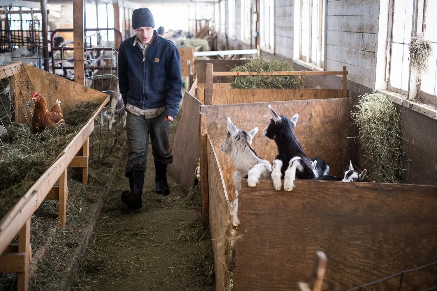 Time to feed the goats.