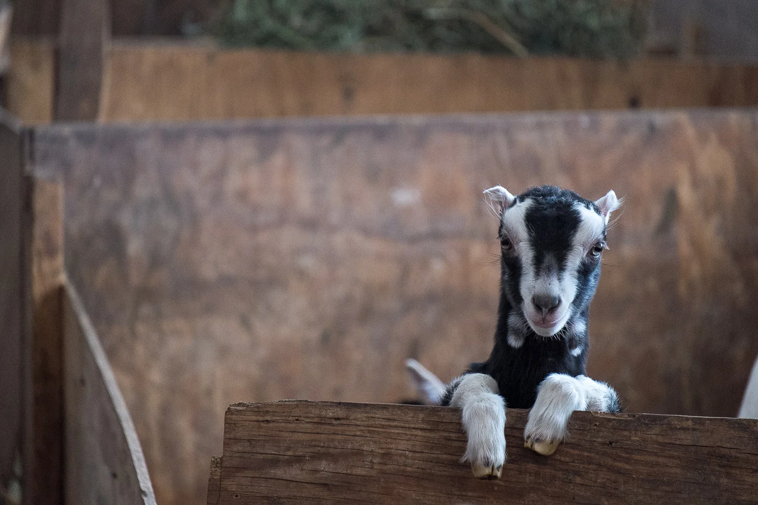 Blue_Ledge_Farm_Vermont-25.jpg