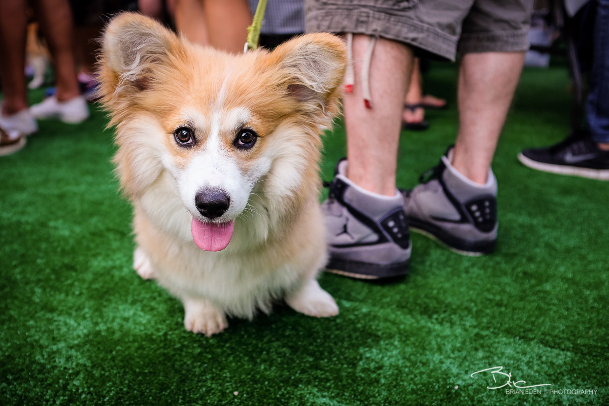 BarkBox_Barkfest_2014-2.jpg