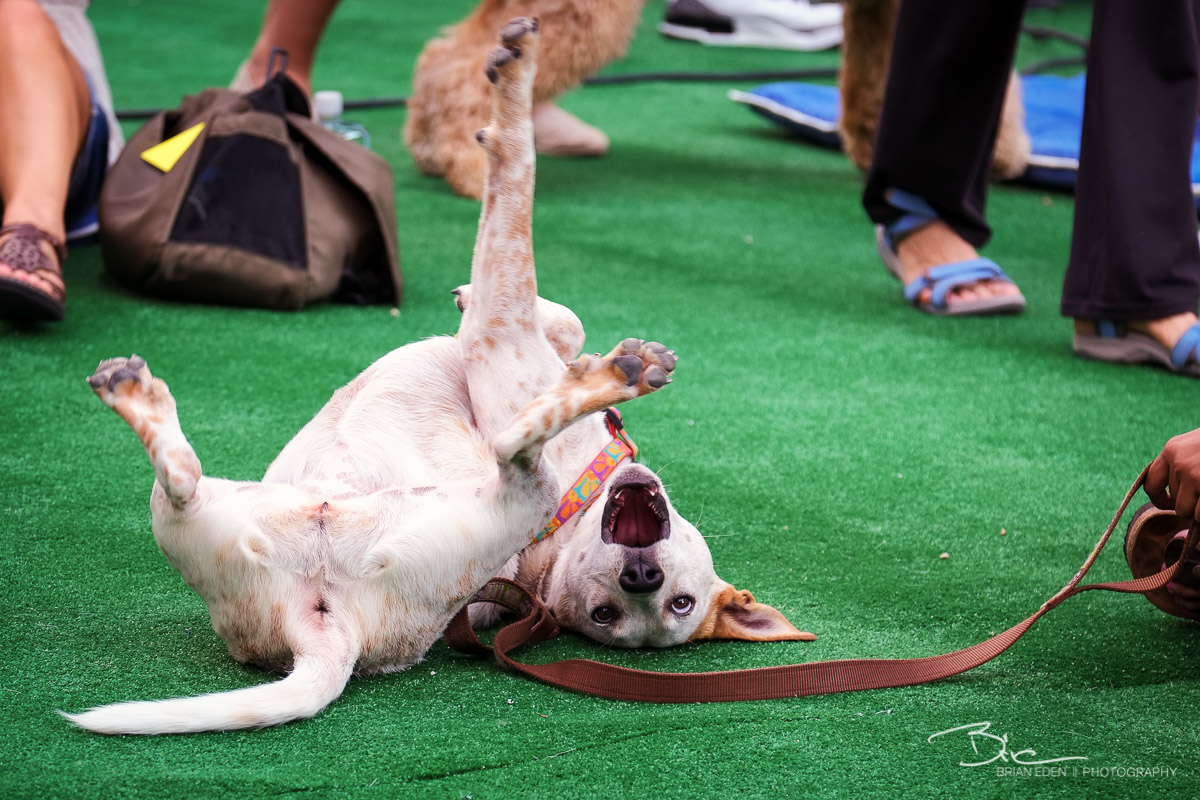 BarkBox_Barkfest_2014-1.jpg