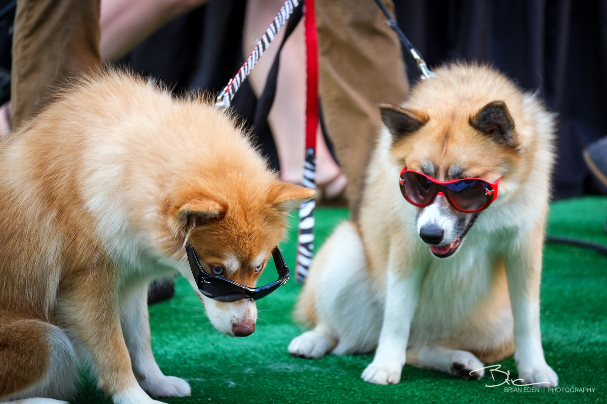 BarkBox_Barkfest_2014-10.jpg
