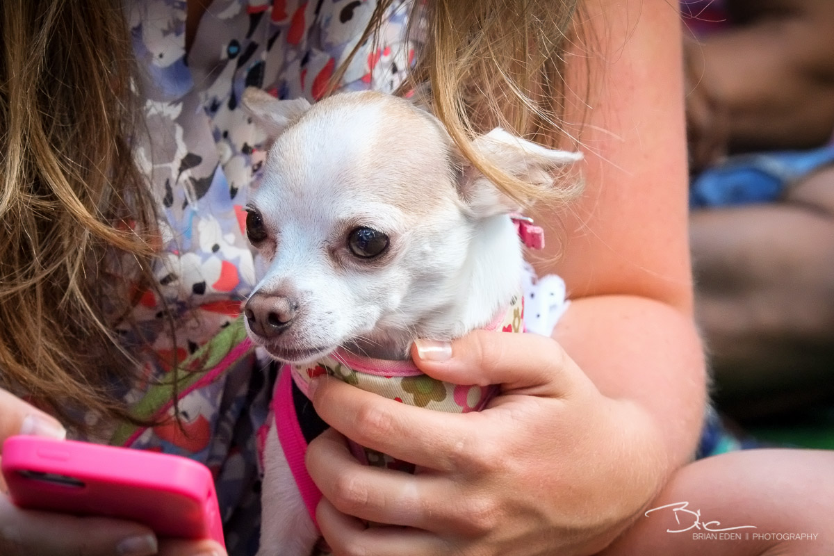 BarkBox_Barkfest_2014-15.jpg