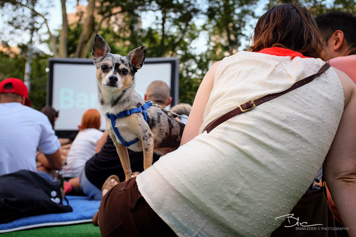 BarkBox_Barkfest_2014-16.jpg