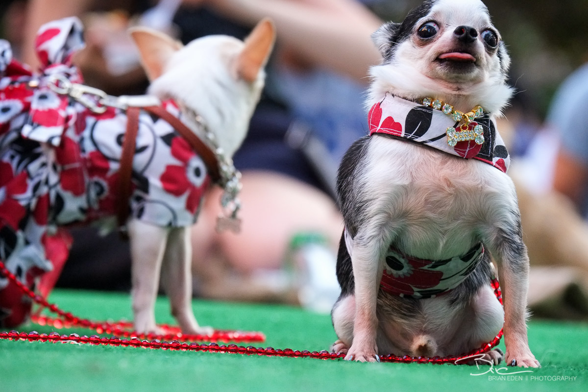 BarkBox_Barkfest_2014-21.jpg