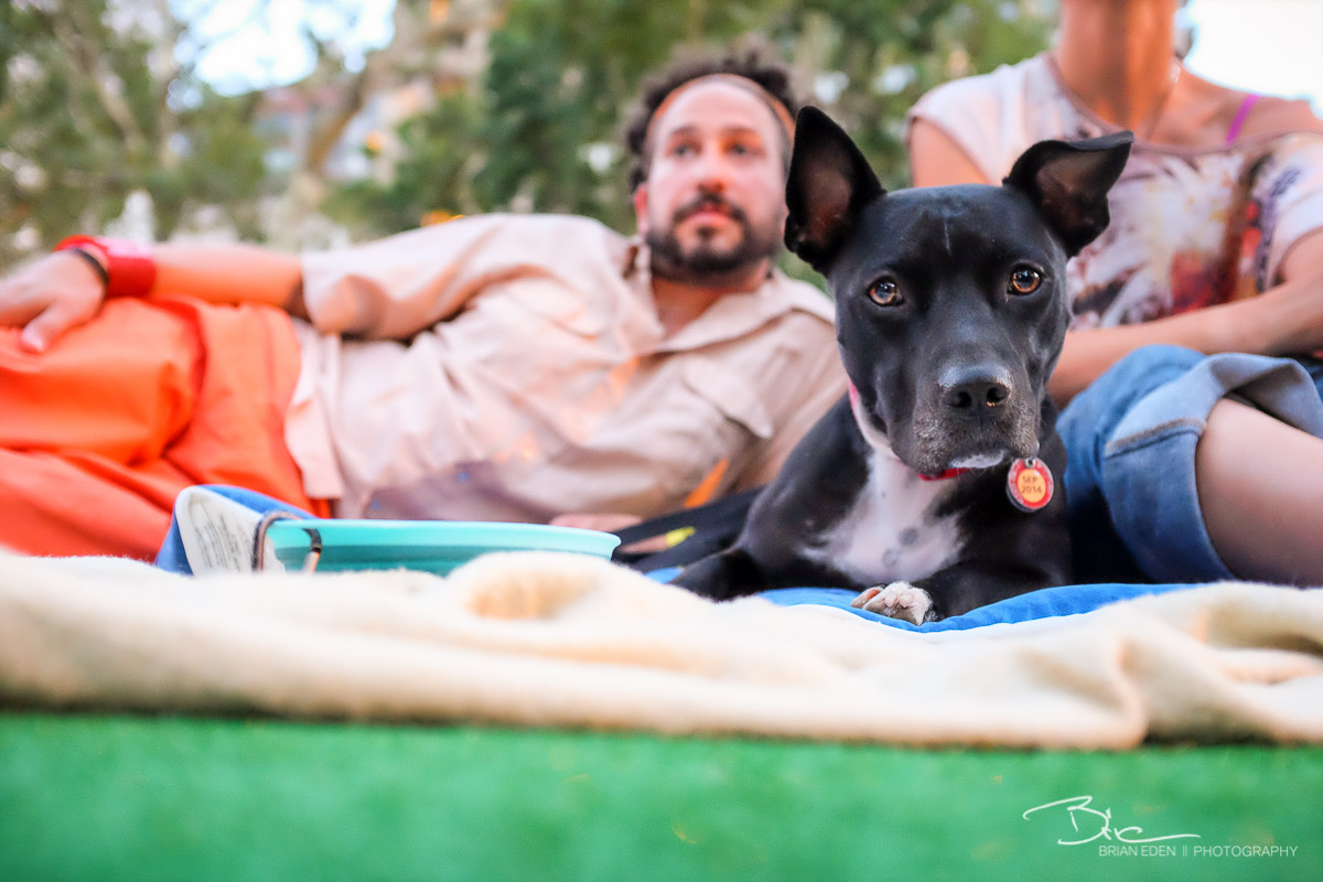 BarkBox_Barkfest_2014-28.jpg
