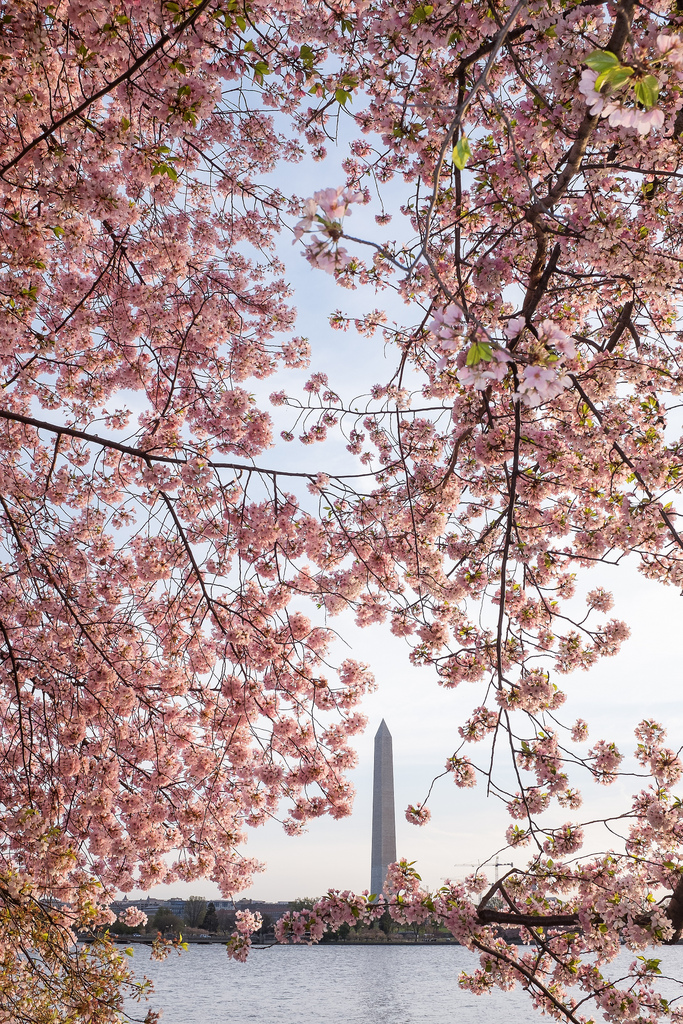 "Cherry Blossom Festival" April 2014 , Washington, DC Fujifilm X100s, 23mm, f/11, 1/35, ISO 800 Even though I lived in the DC area for most of my life, I never actually made it to the Cherry Blossom Festival during its peak. This year, a visit home was timed perfectly to catch "peak bloom." I arrived at the Tidal Basin before sunrise along with dozens of other crazy photographers. I got some great shots from the sunrise, but this one from a bit later in the morning is my favorite. When the early morning sun hit the cherry blossoms, the pinks just lit up. 