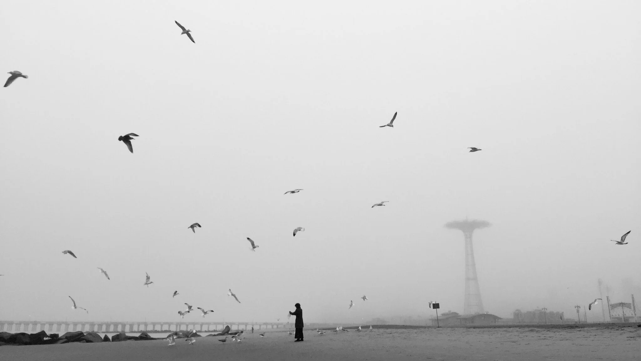 "The Bird Feeder" December 25 , 2015, Coney Island, NY iPhone 6