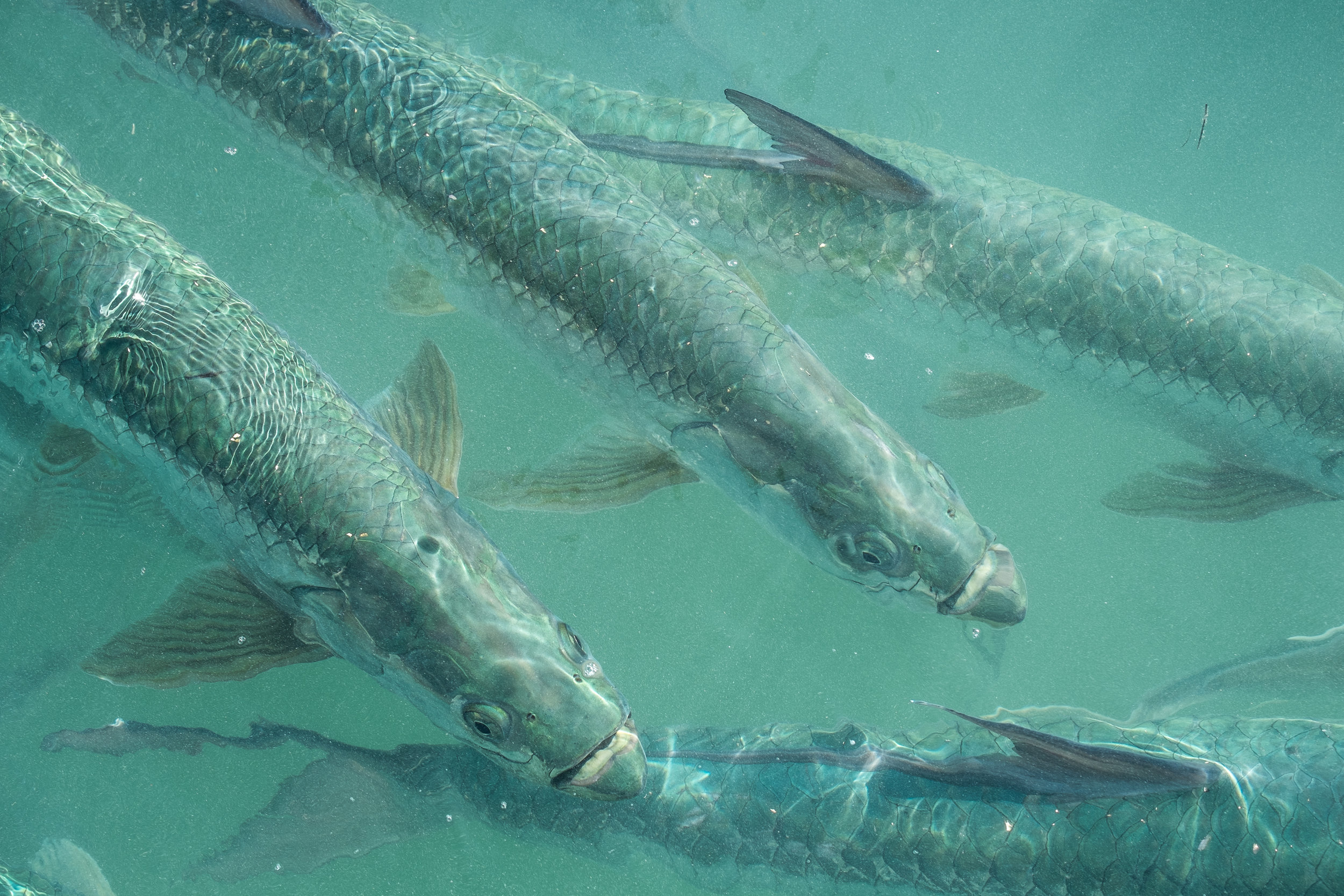 School of Tarpon