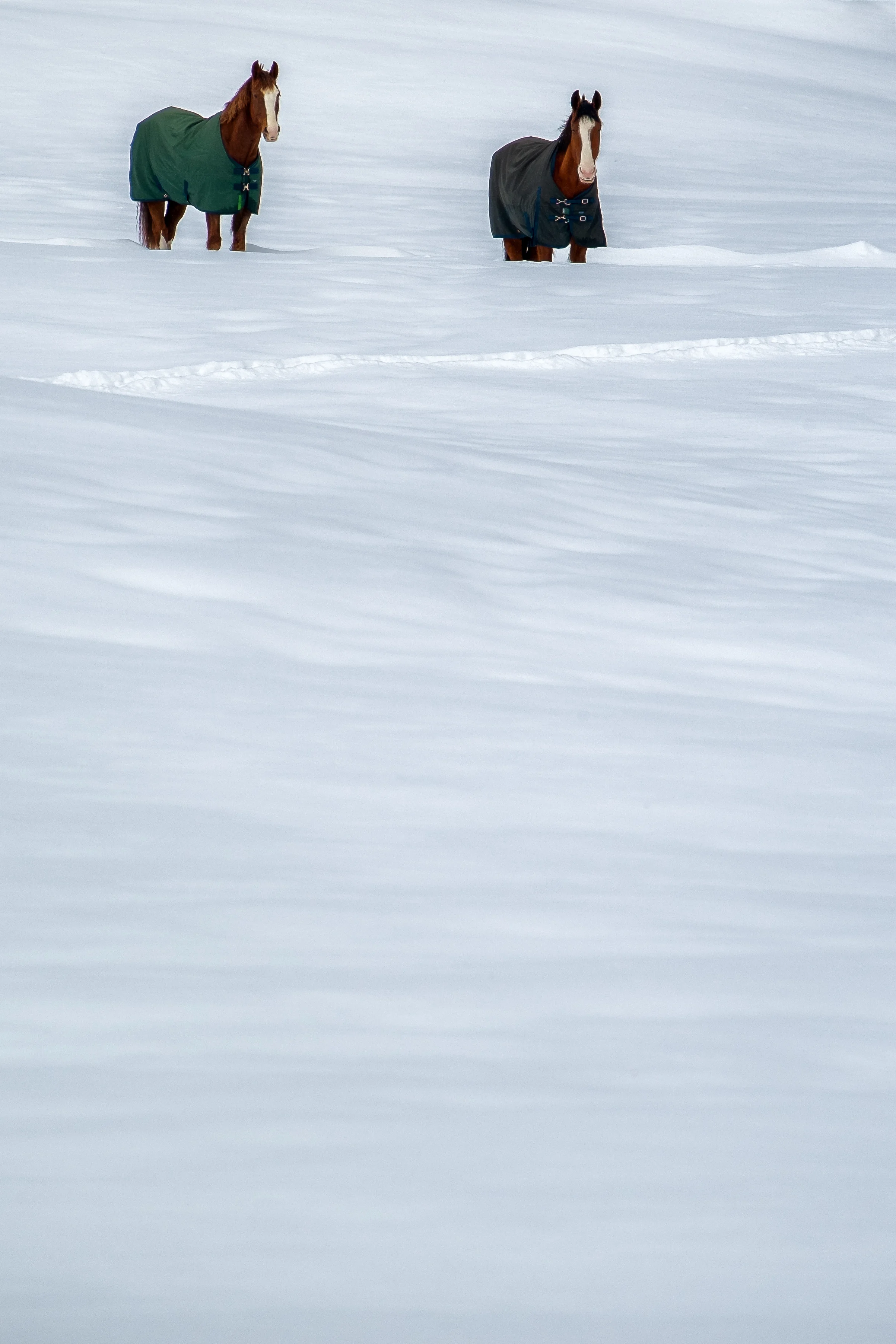 Snow Ponies