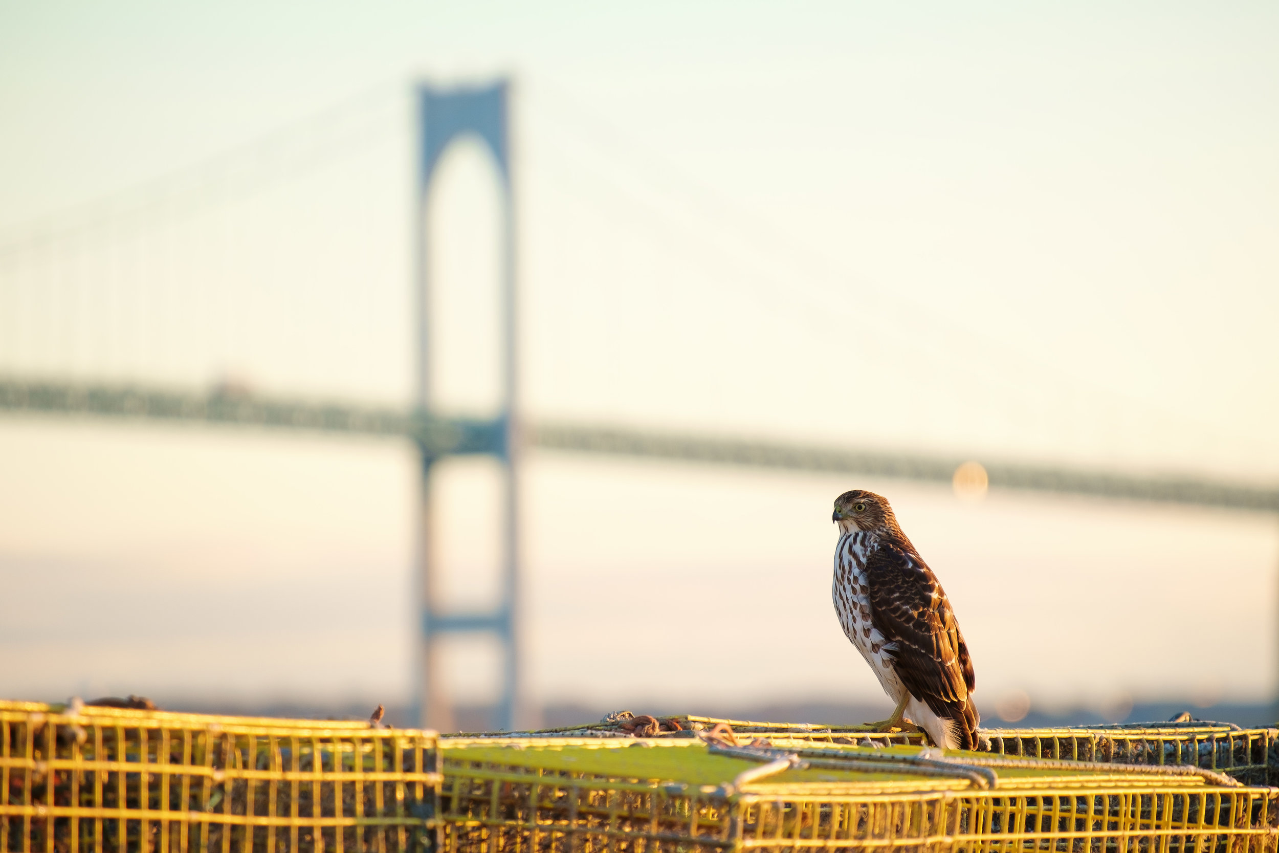  Claiborne Pell Newport Bridge. Jamestown, RI. November 2015. 