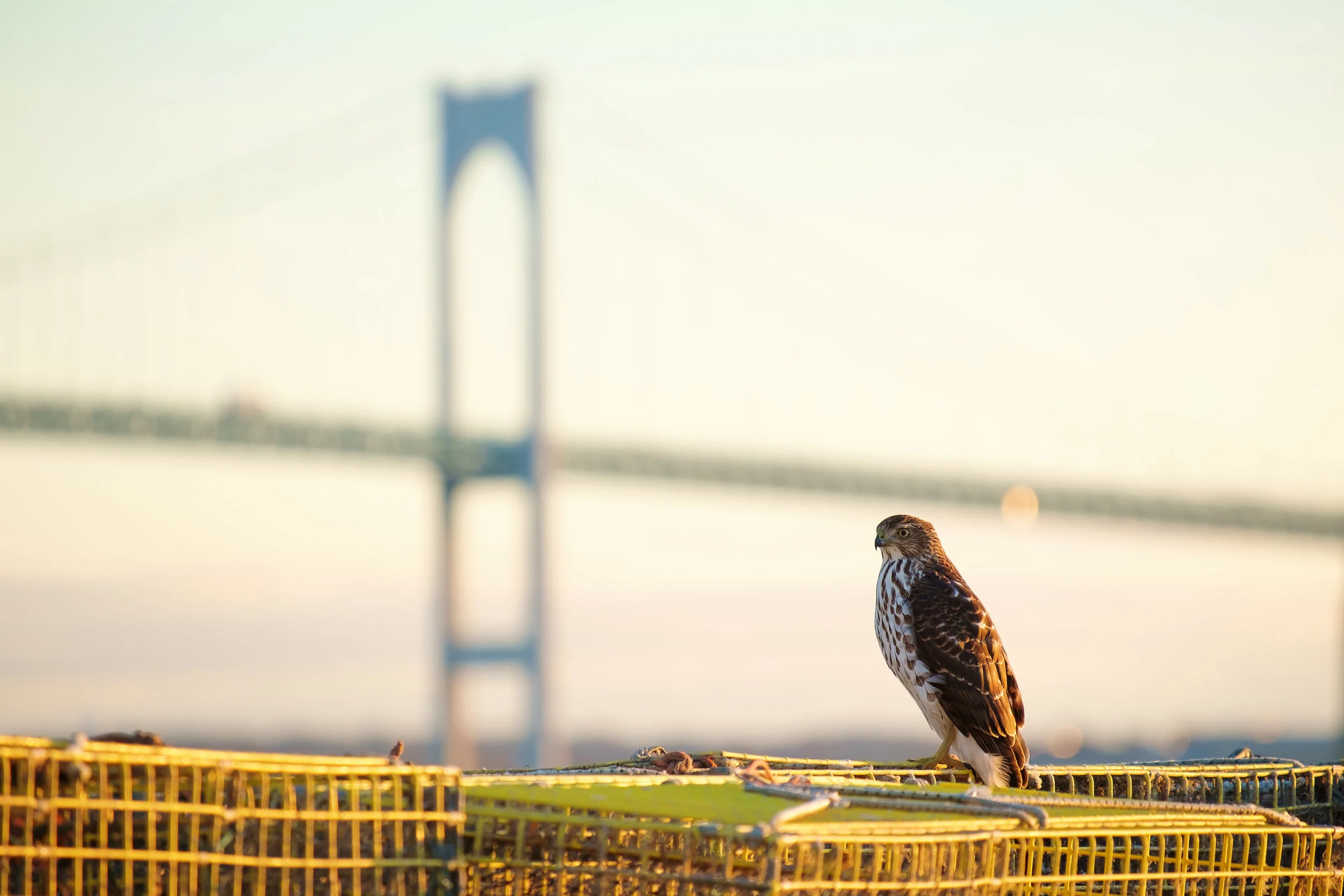 Claiborne Pell Newport Bridge. Jamestown, RI. November 2015.