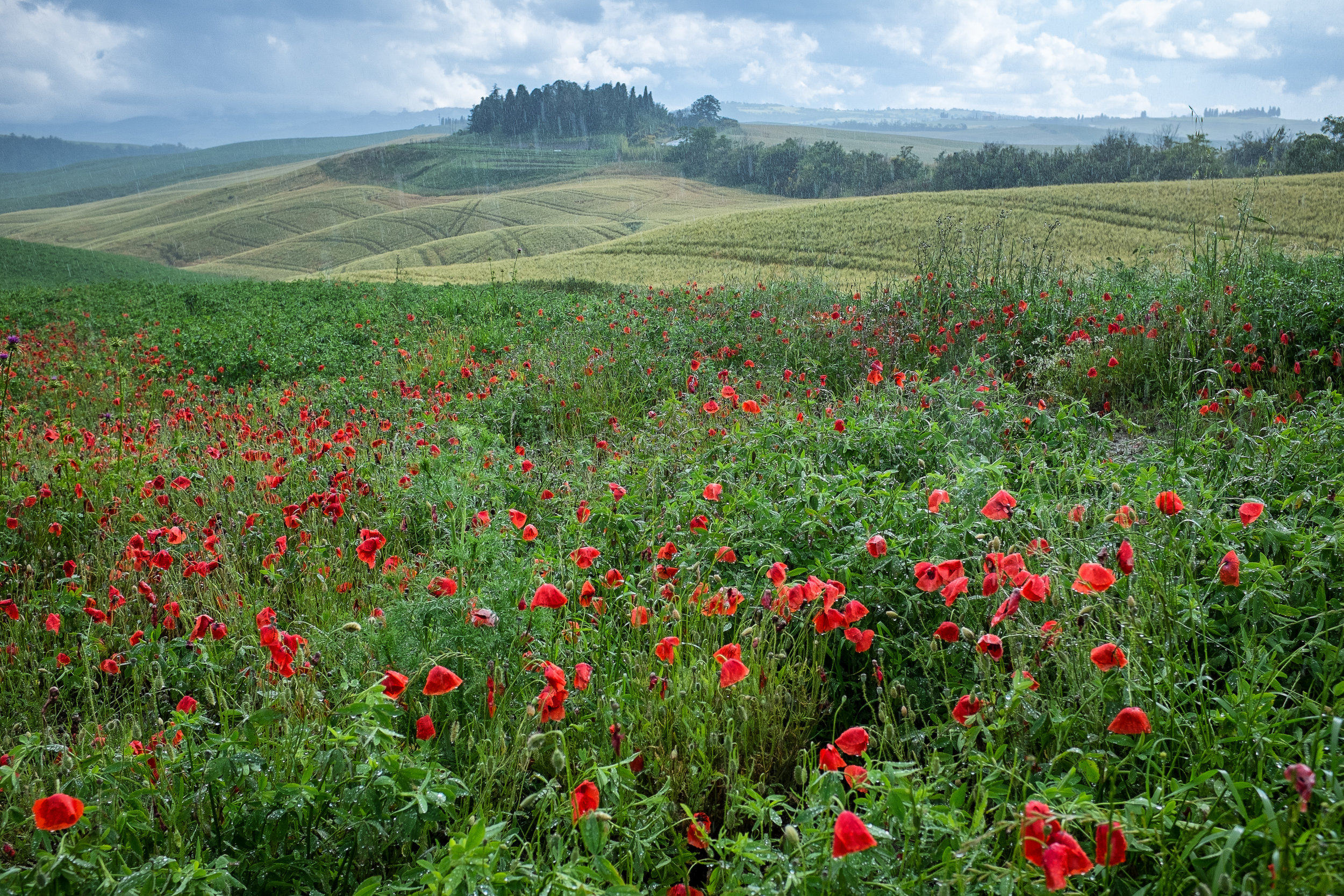  Pienza. June, 2013 