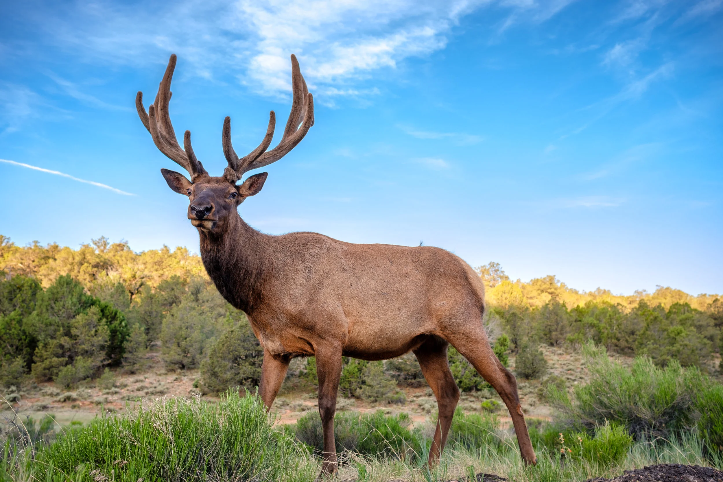 "Wide angle wildlife photography: Elk edition" June 8, 2017. Kaibab National Forest, Arizona Fujifilm X-Pro2, 23mm (23mm!), f/4, 1/125, ISO 320 