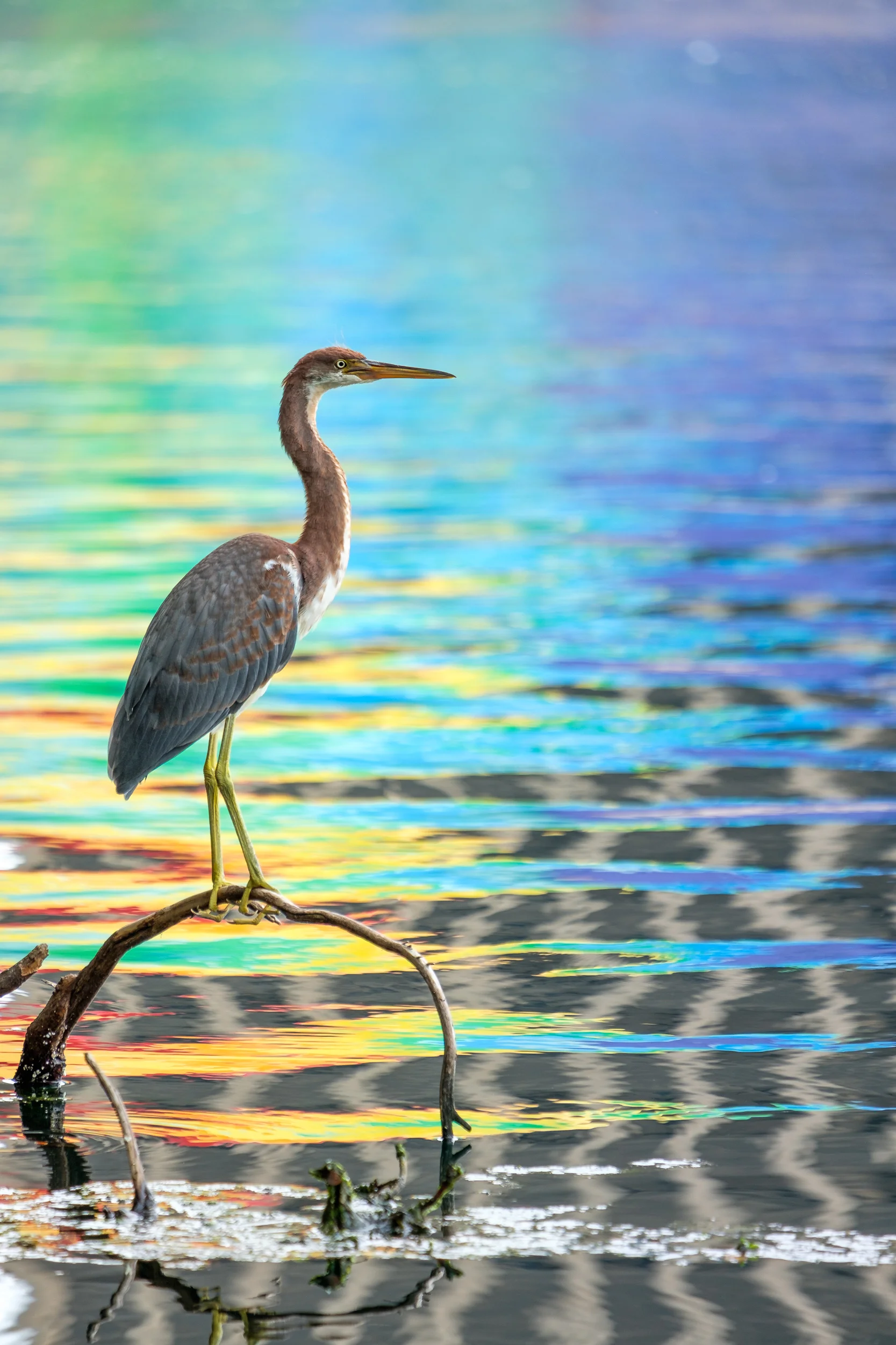 Tricolor Heron