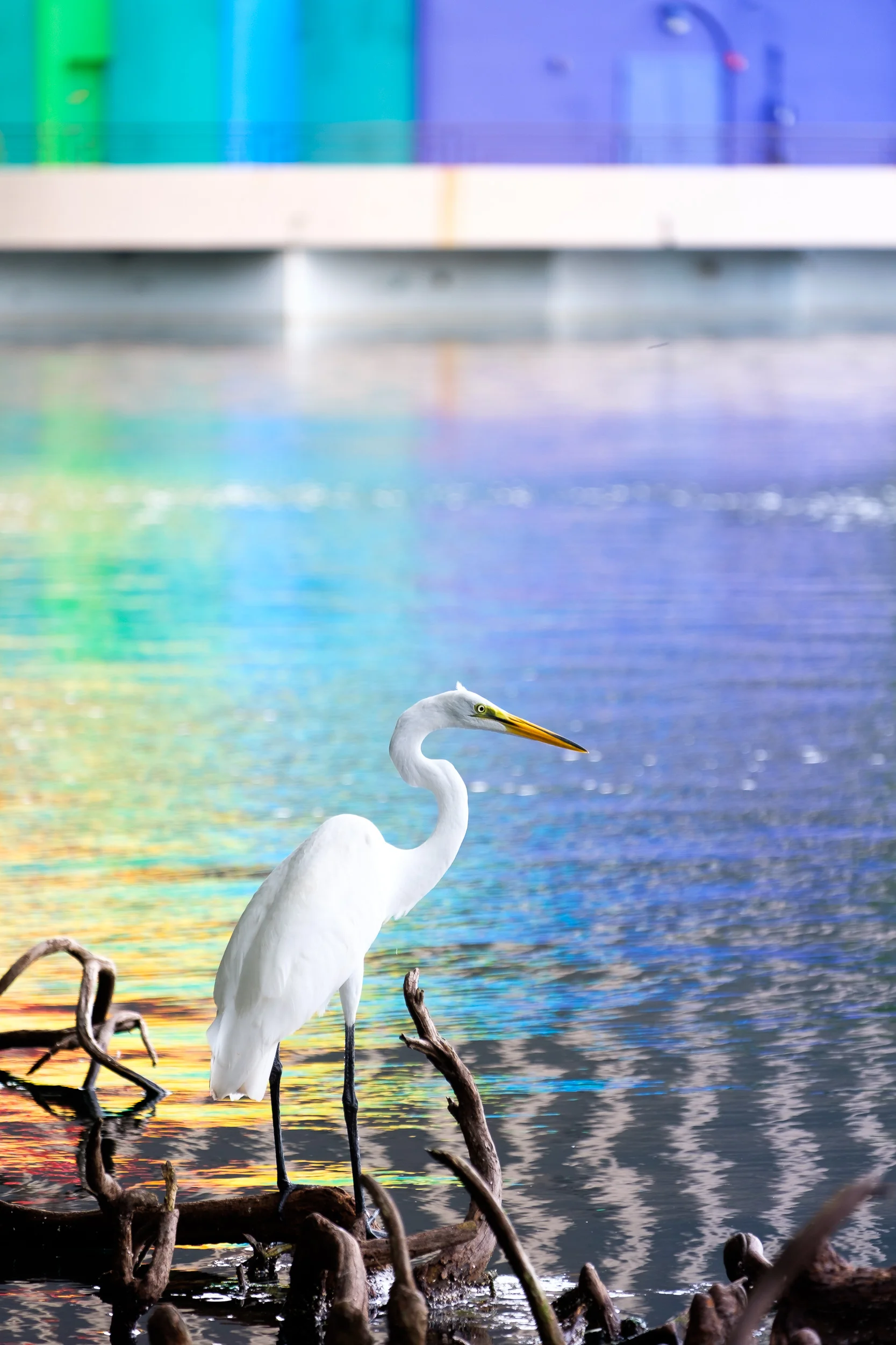 Great Egret