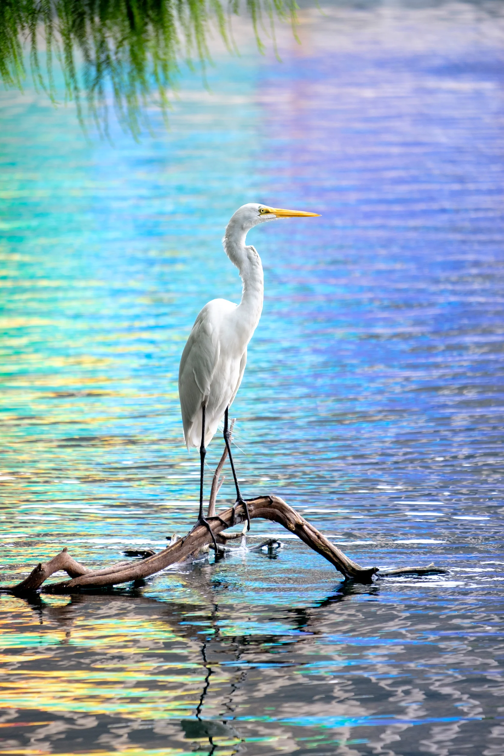 Great Egret