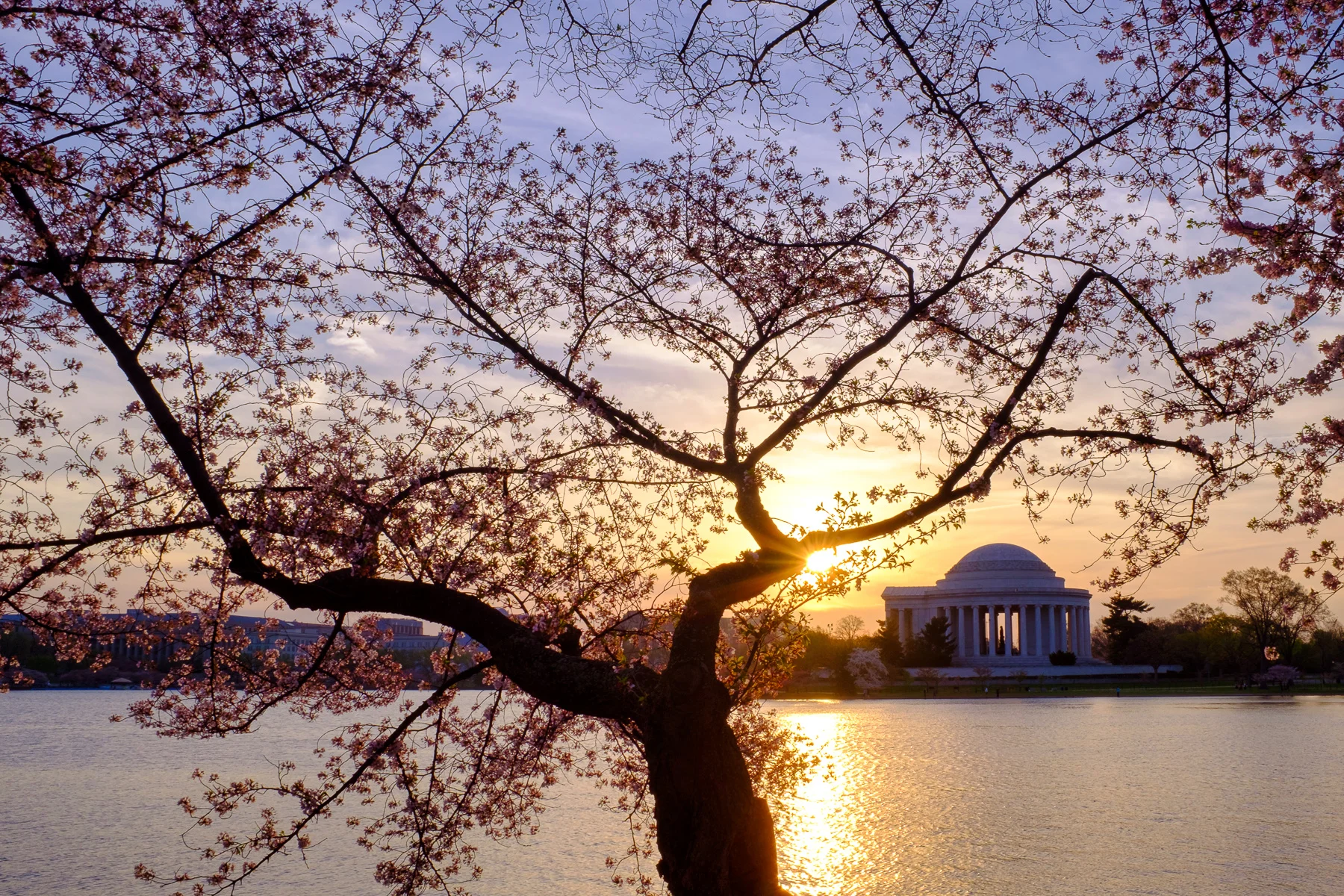 Cherry-Blossom-Festival-Sunrise.jpg