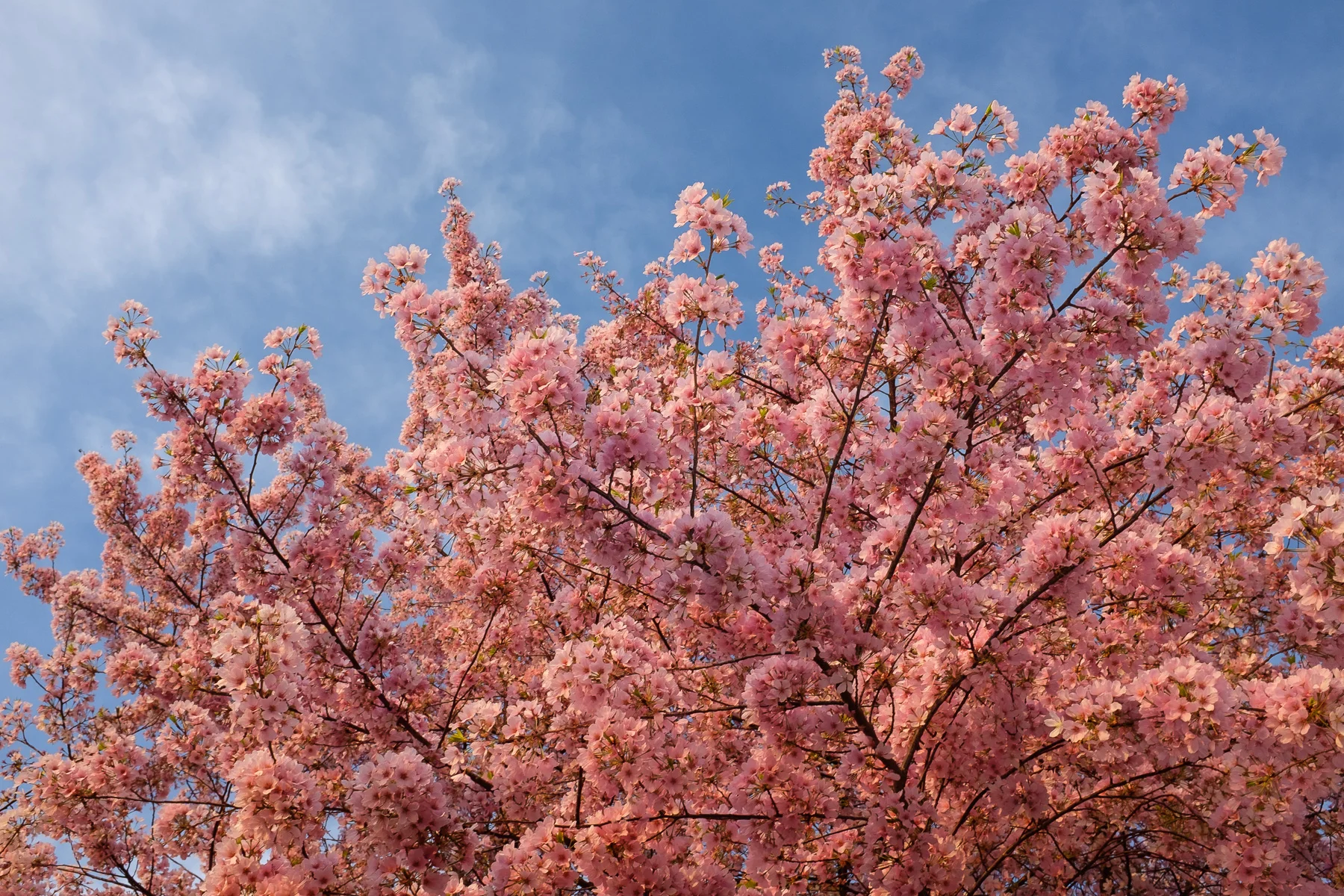 Incredible-Cherry-Blossoms-Peak-Bloom.jpg