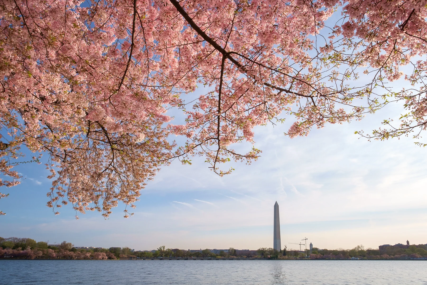 Cherry-Blossoms-Washington-Monument.jpg
