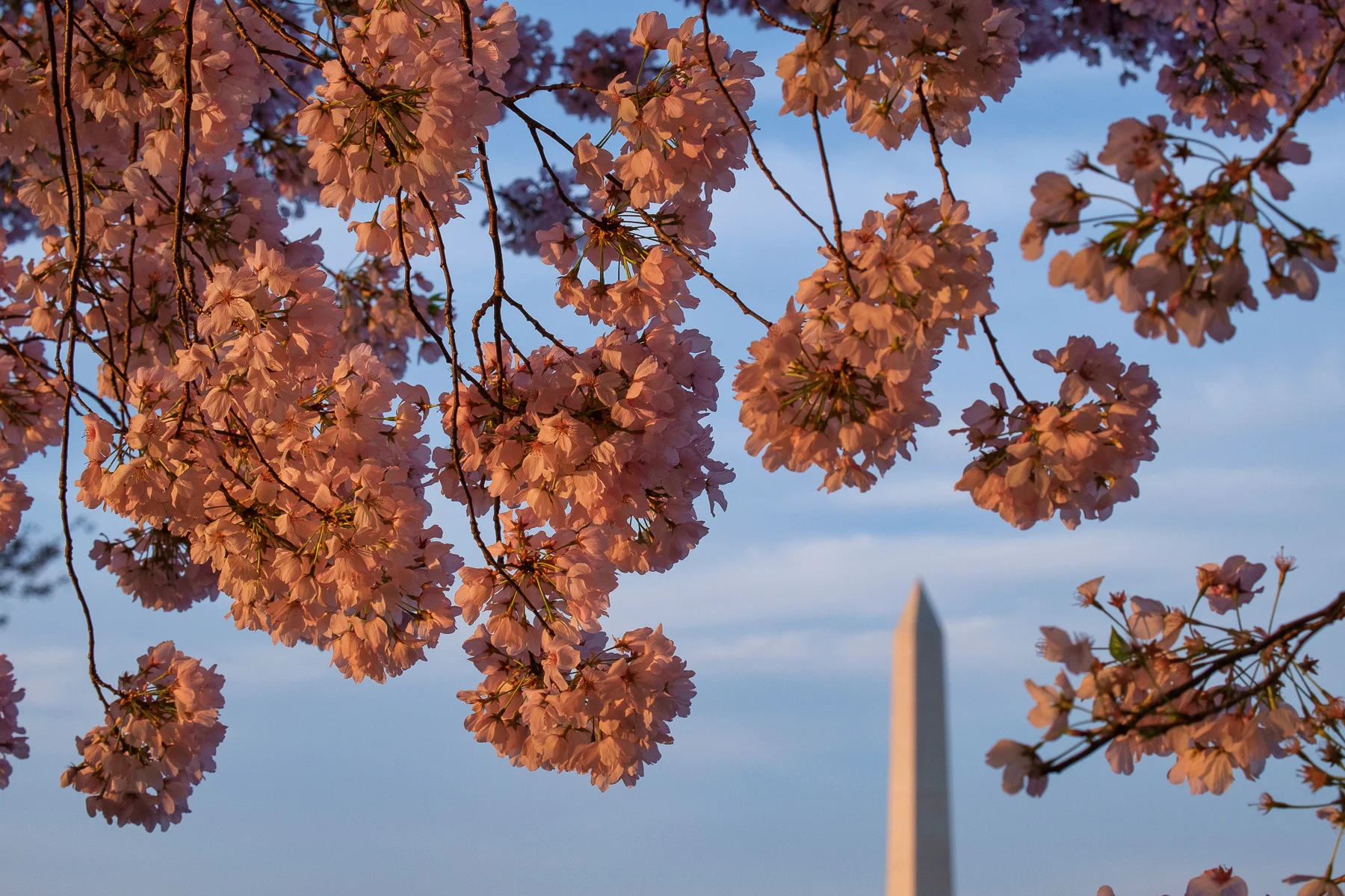 Cherry-Blossom-Festival-Washington-DC.jpg
