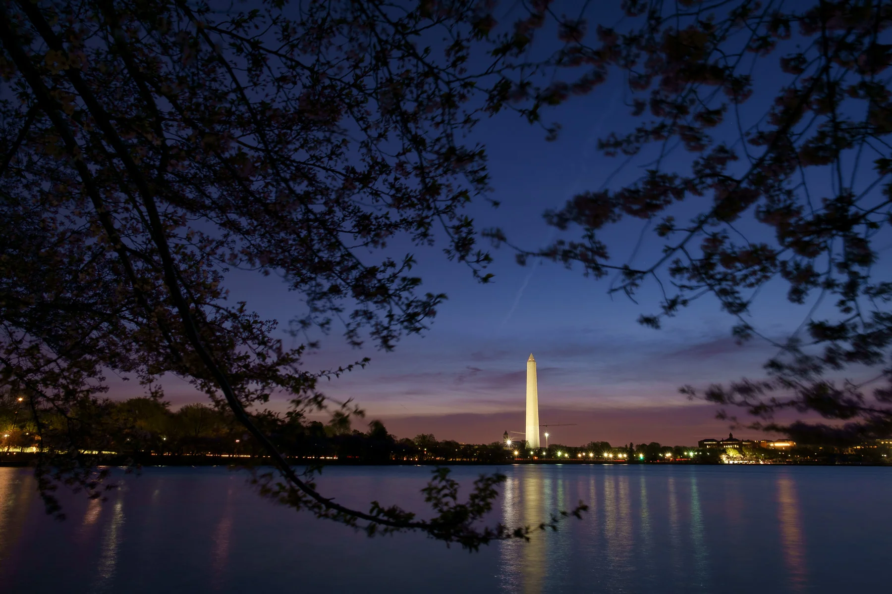 Cherry-Blossom-Festival-At-Dusk.jpg
