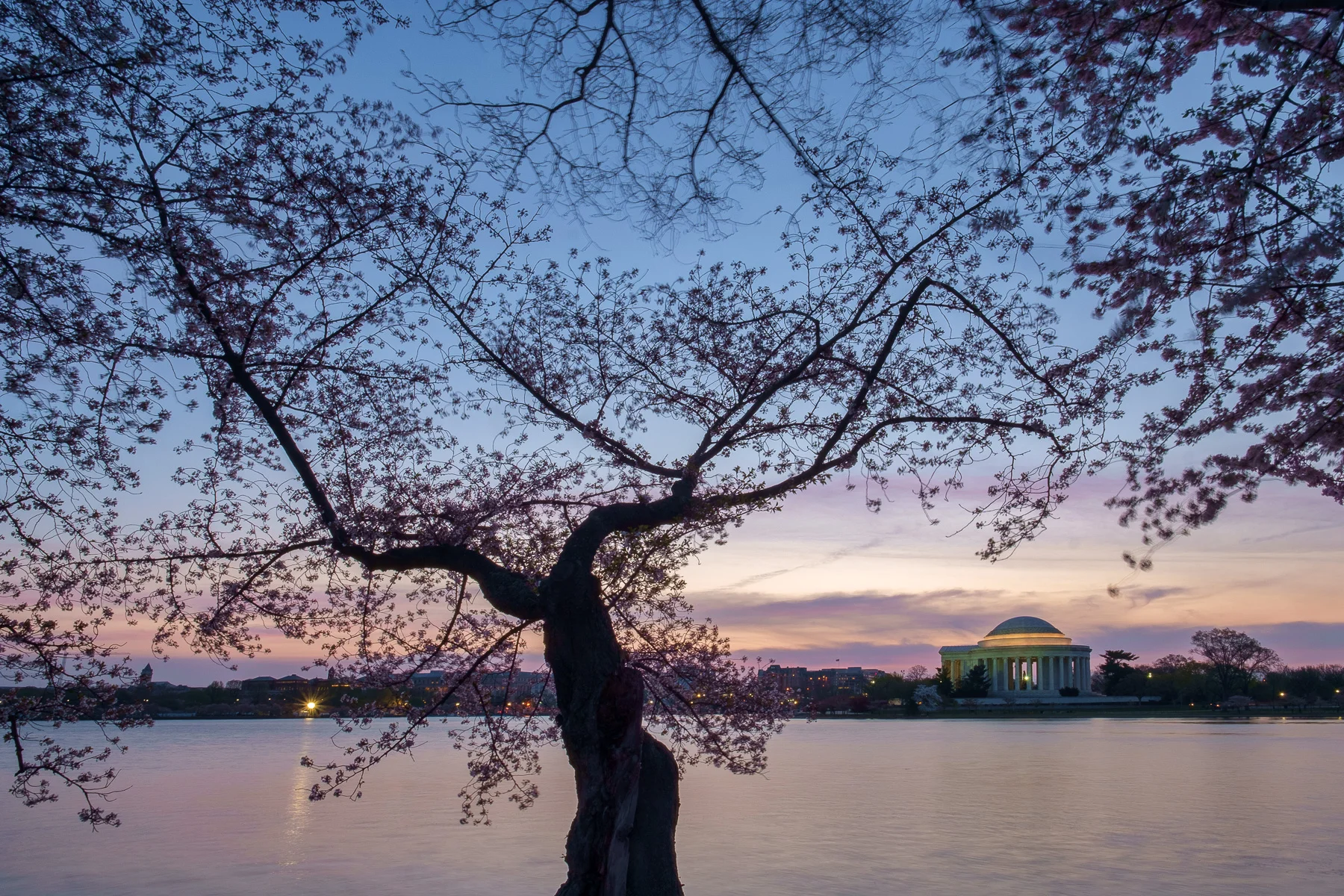 Cherry-Blossom-Festival-Tidal-Basin.jpg