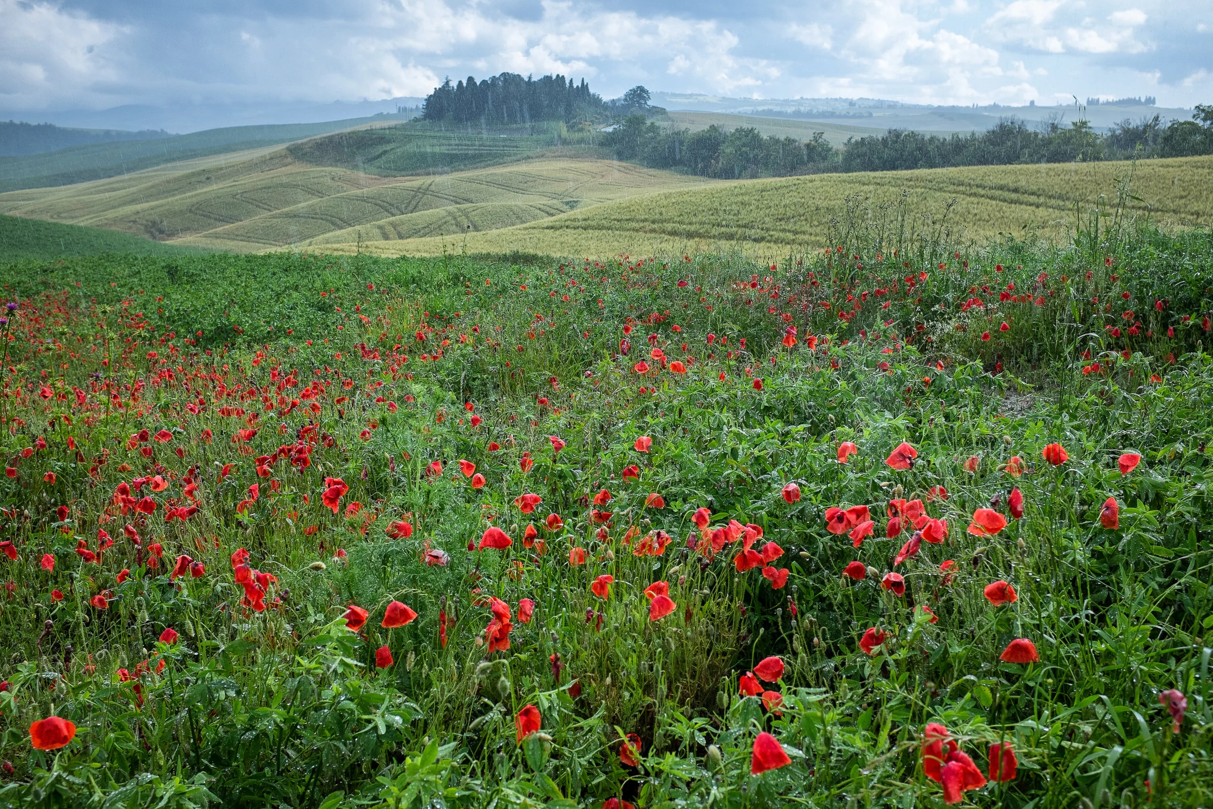 Tuscany poppies