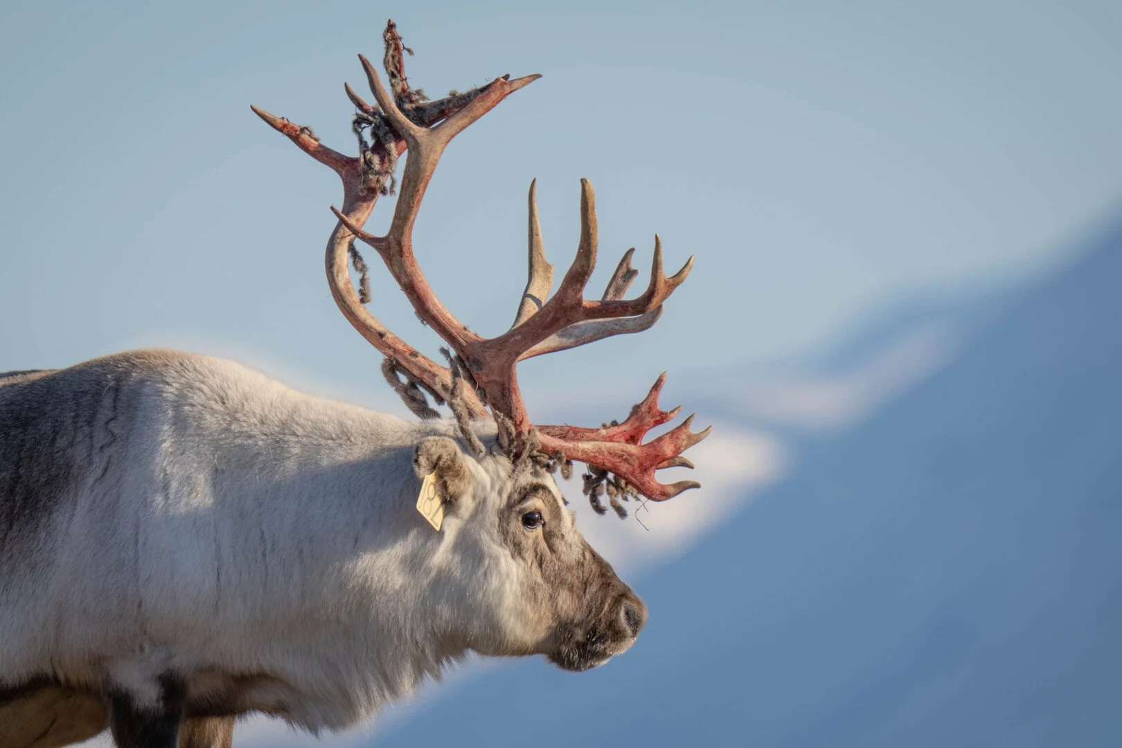 No Man's Land Film Festival - Pittsburgh, PA