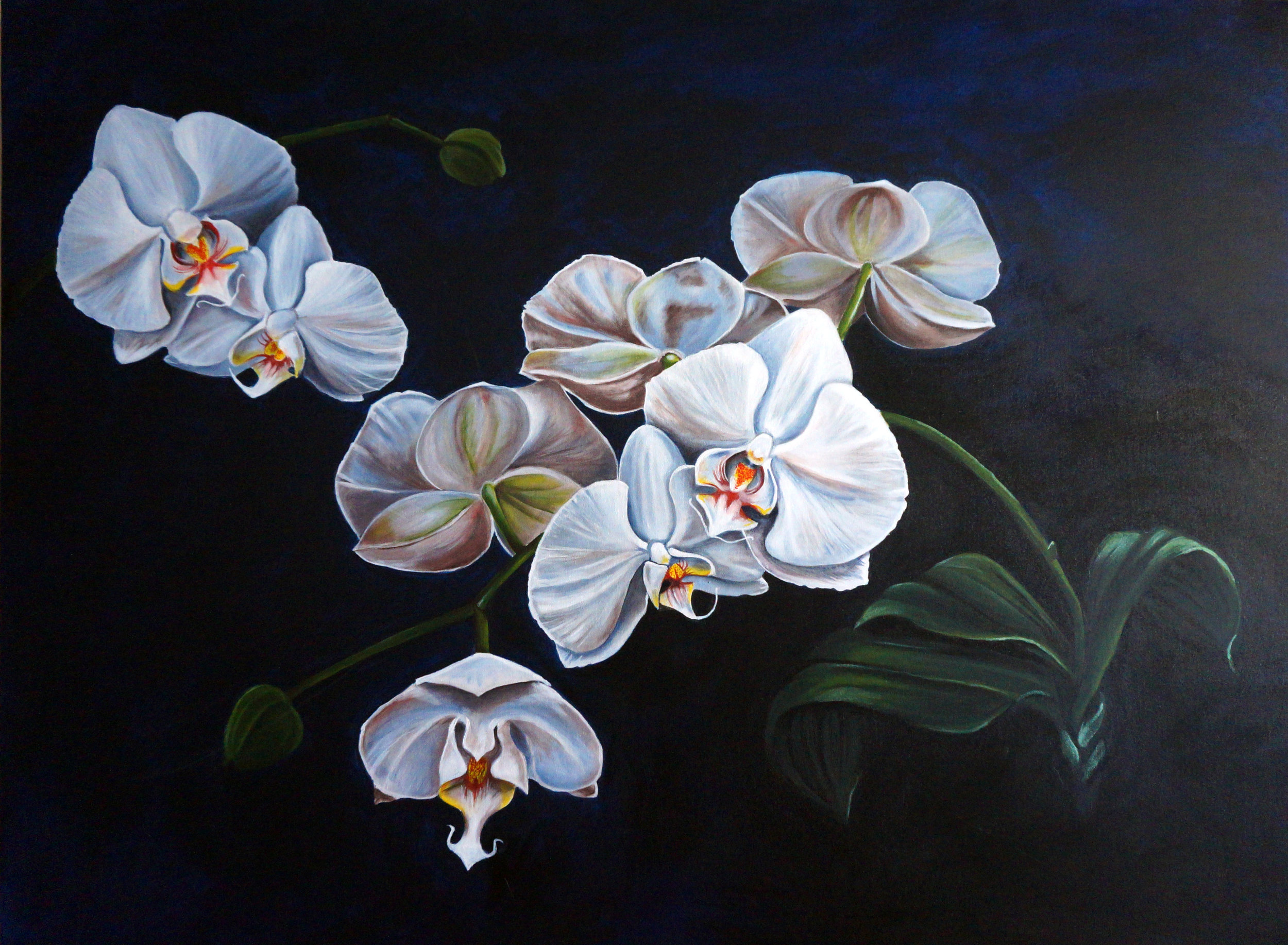 Orchids-SOLD
