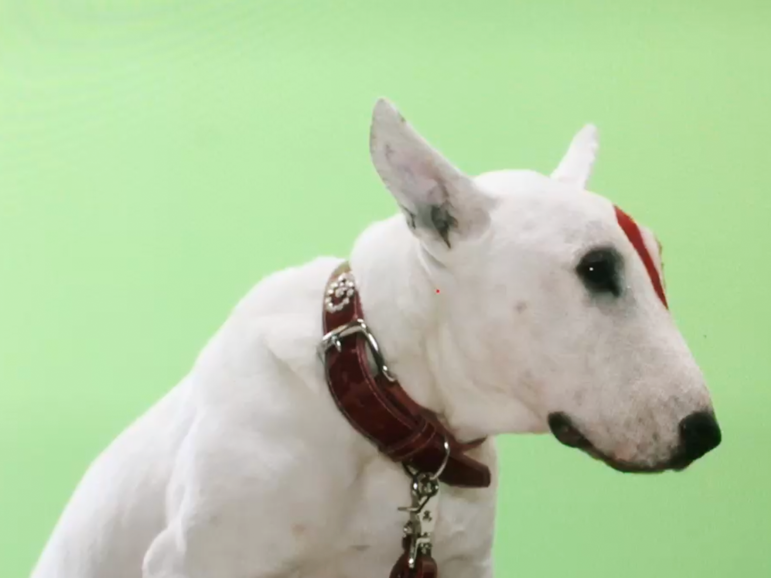 perro.png
