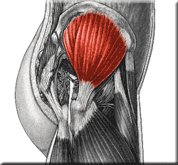 Baby got GLUTE MED!